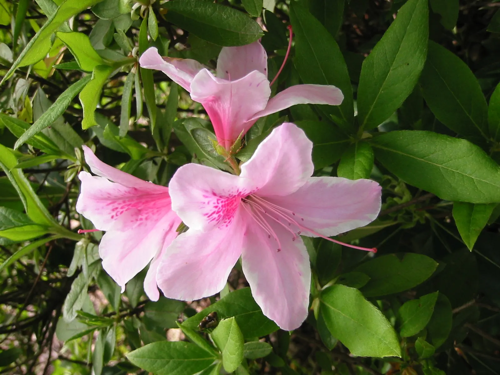 Azalea (Rhododendron Indicum) — Perfect for accentuating woodland gardens or mass plantings for a spectacular color display; is a popular flowering shrub