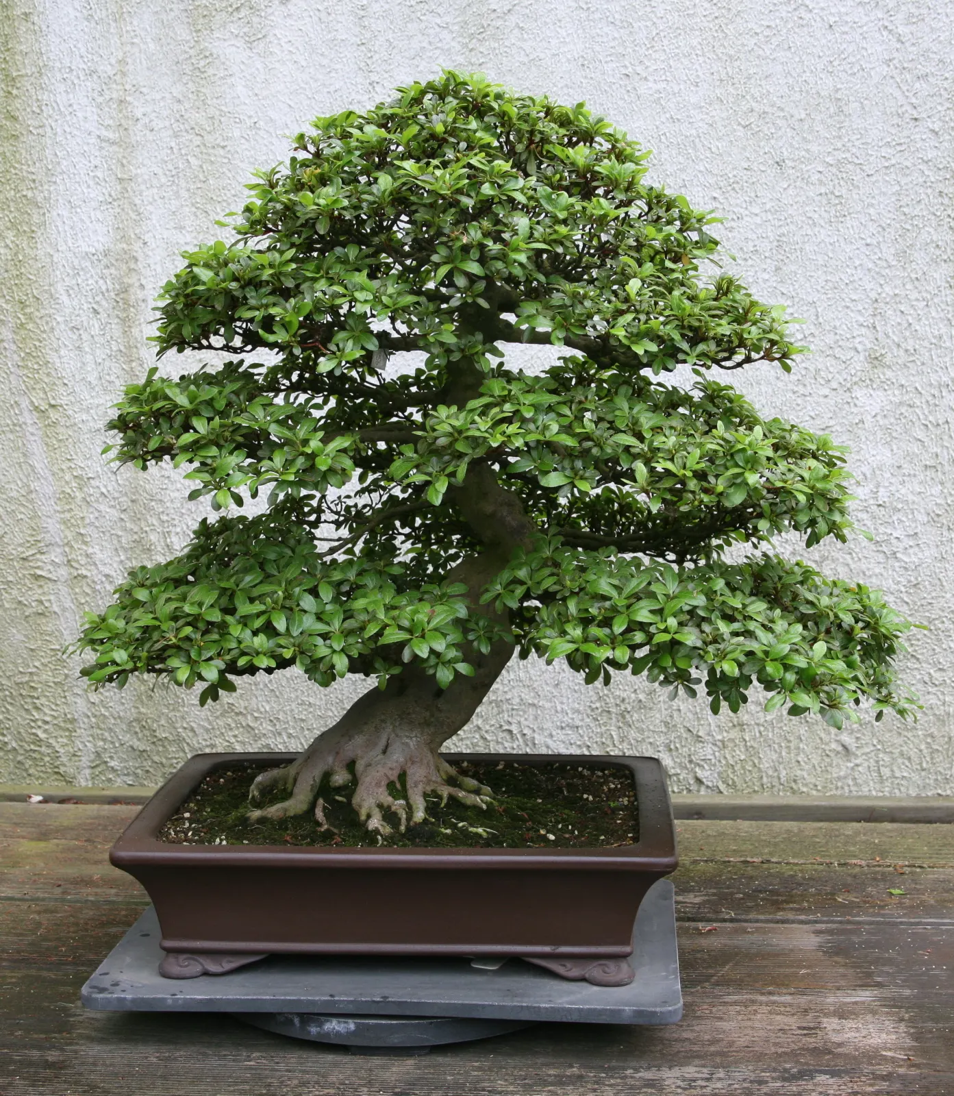 Azalea (Rhododendron Indicum) — which range from white to deep red