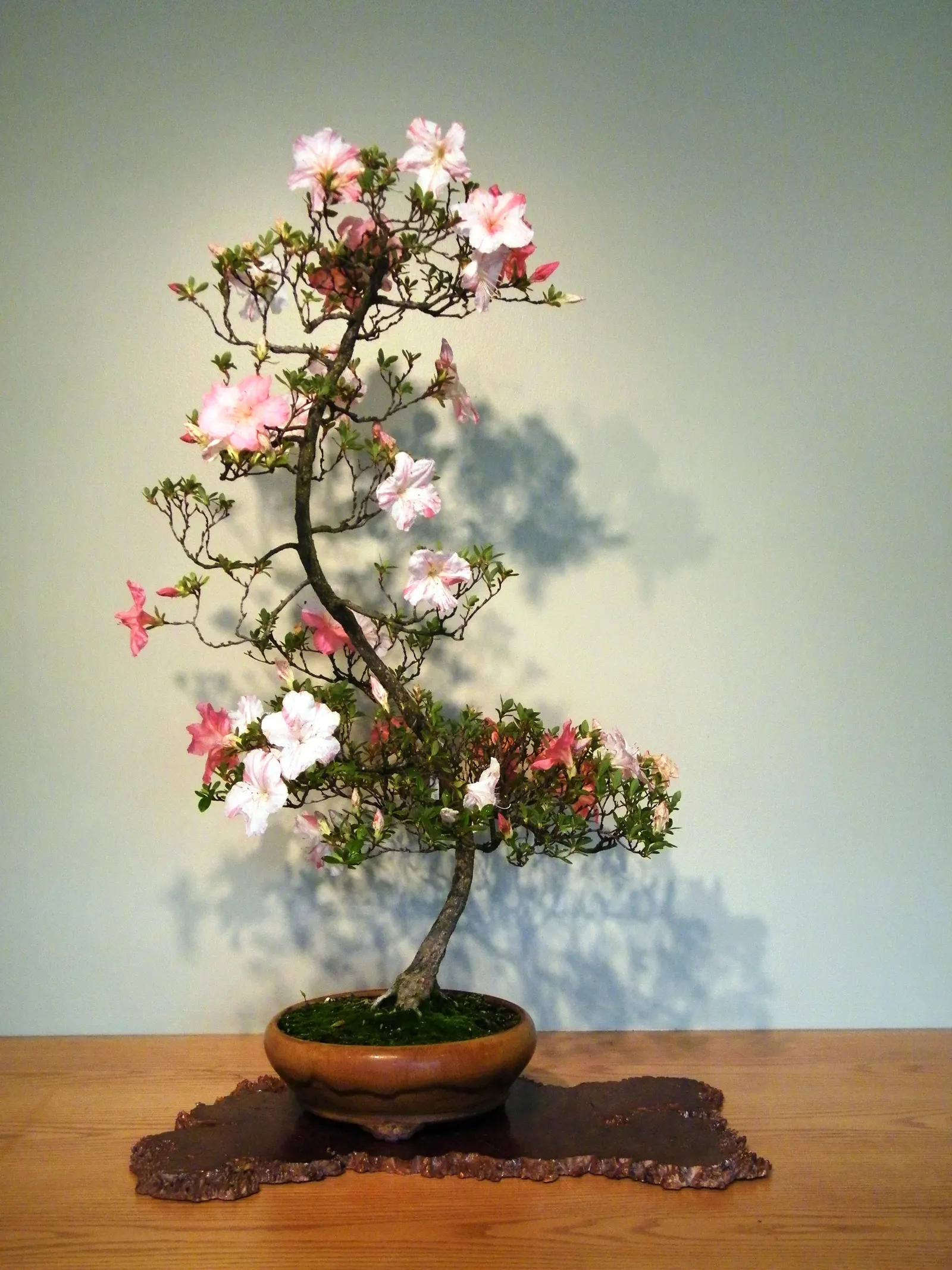Azalea (Rhododendron Indicum) — is a popular flowering shrub well-suited for a striking accent in landscape designs; regular watering is needed for, image 46