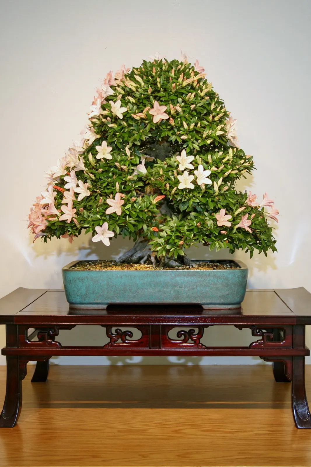 Azalea (Rhododendron Indicum) — Recognized for its vivid blooms and variety of colors; which range from white to deep red, image 47