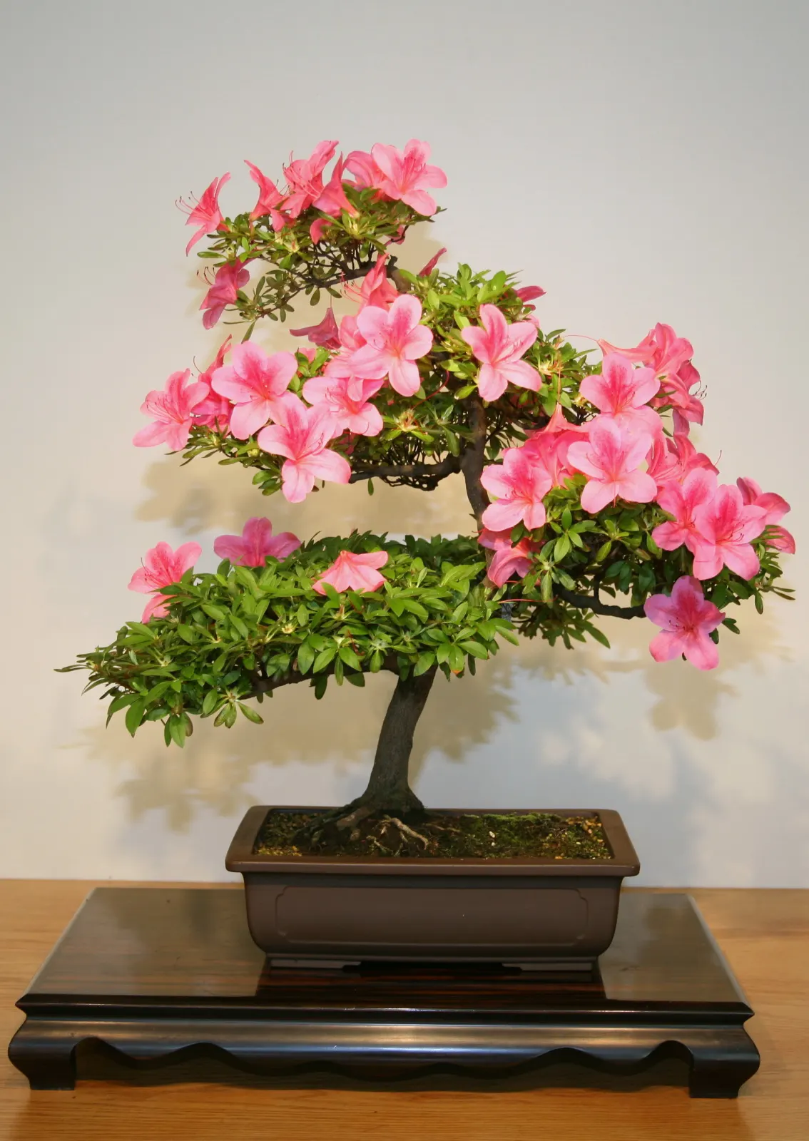 Azalea (Rhododendron Indicum) — Partial shade optimizes their flower production; they reach a height of 2 to 8 feet and a spread of 2 to 4 feet