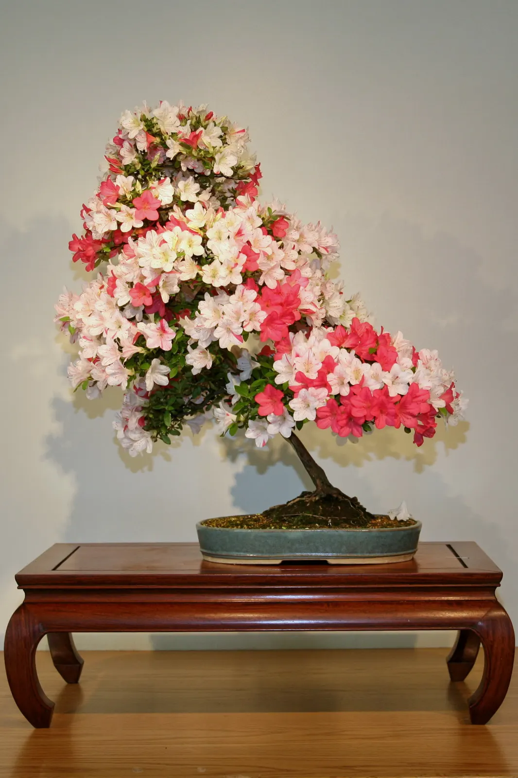 Azalea (Rhododendron Indicum) — Recognized for its vivid blooms and variety of colors; which range from white to deep red