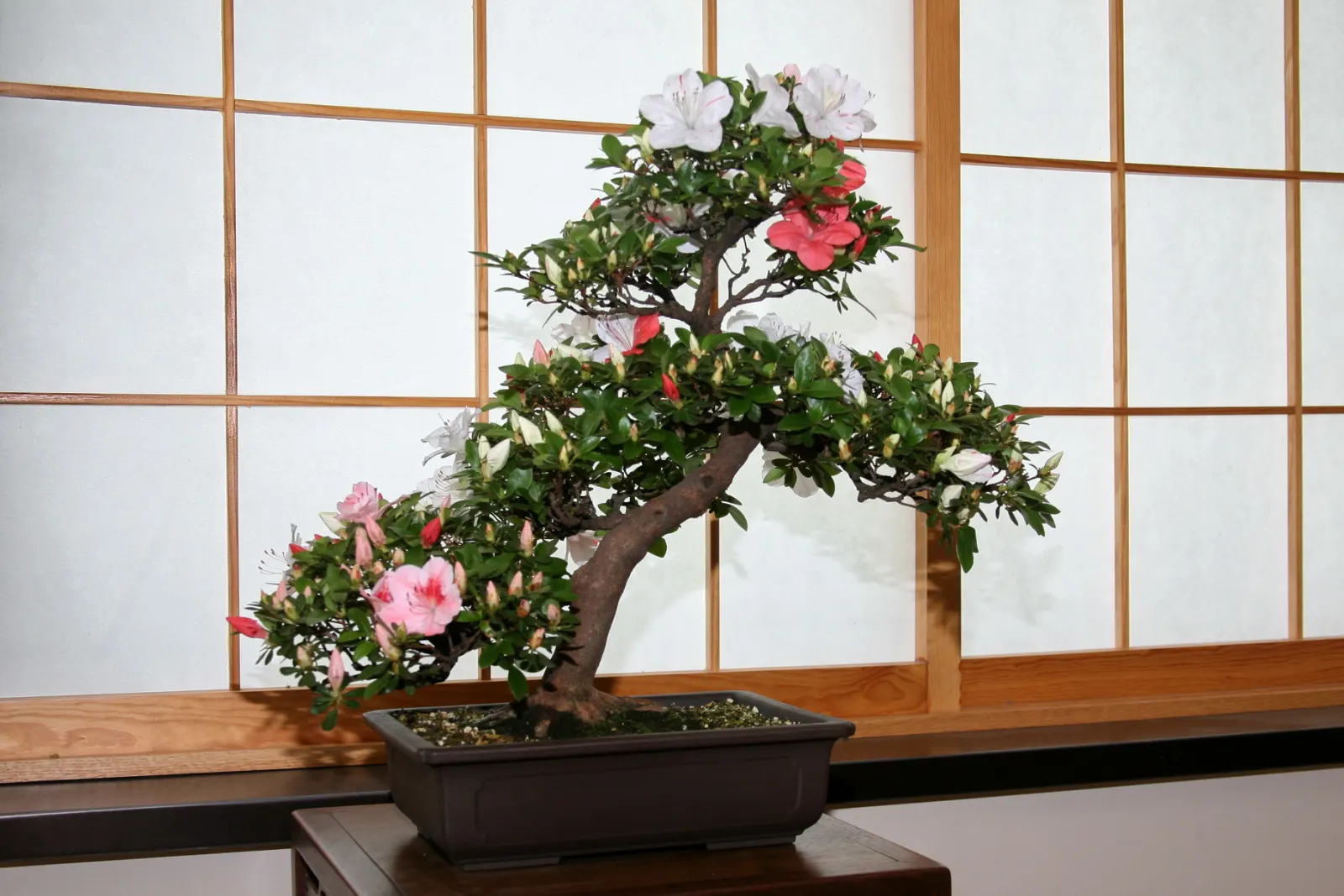 Azalea (Rhododendron Indicum) — Azaleas require regular watering and benefit from a mulch layer to maintain soil moisture