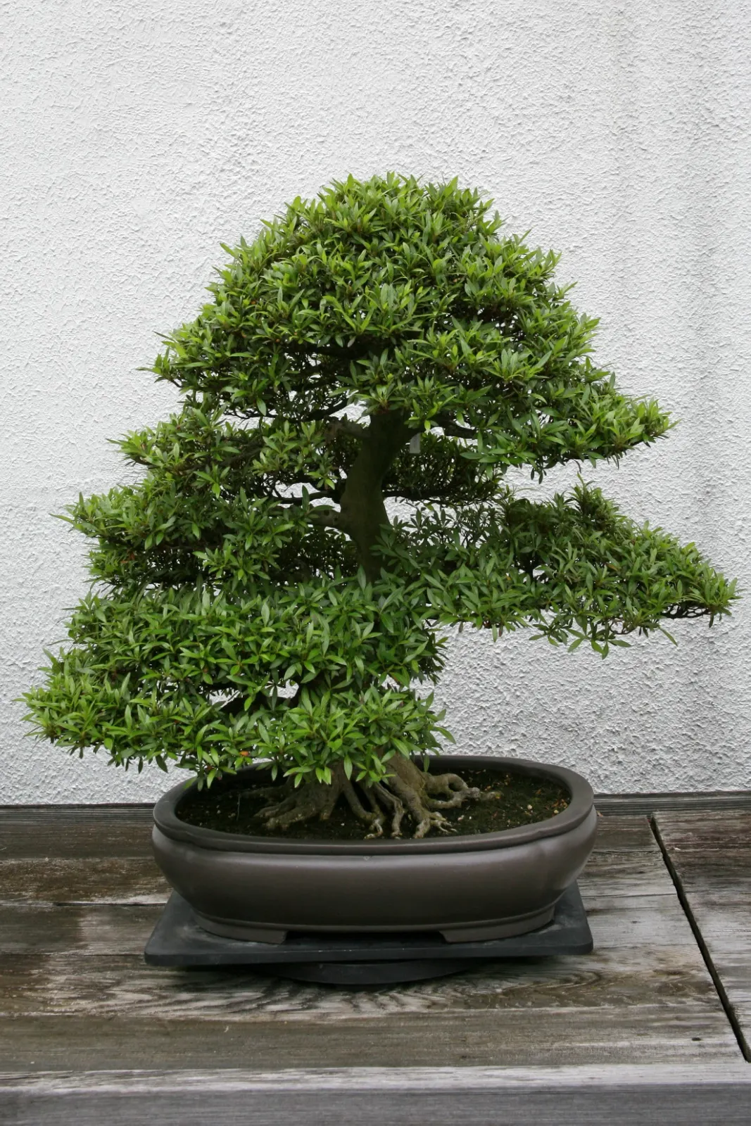 Azalea (Rhododendron Indicum) — they reach a height of 2 to 8 feet and a spread of 2 to 4 feet