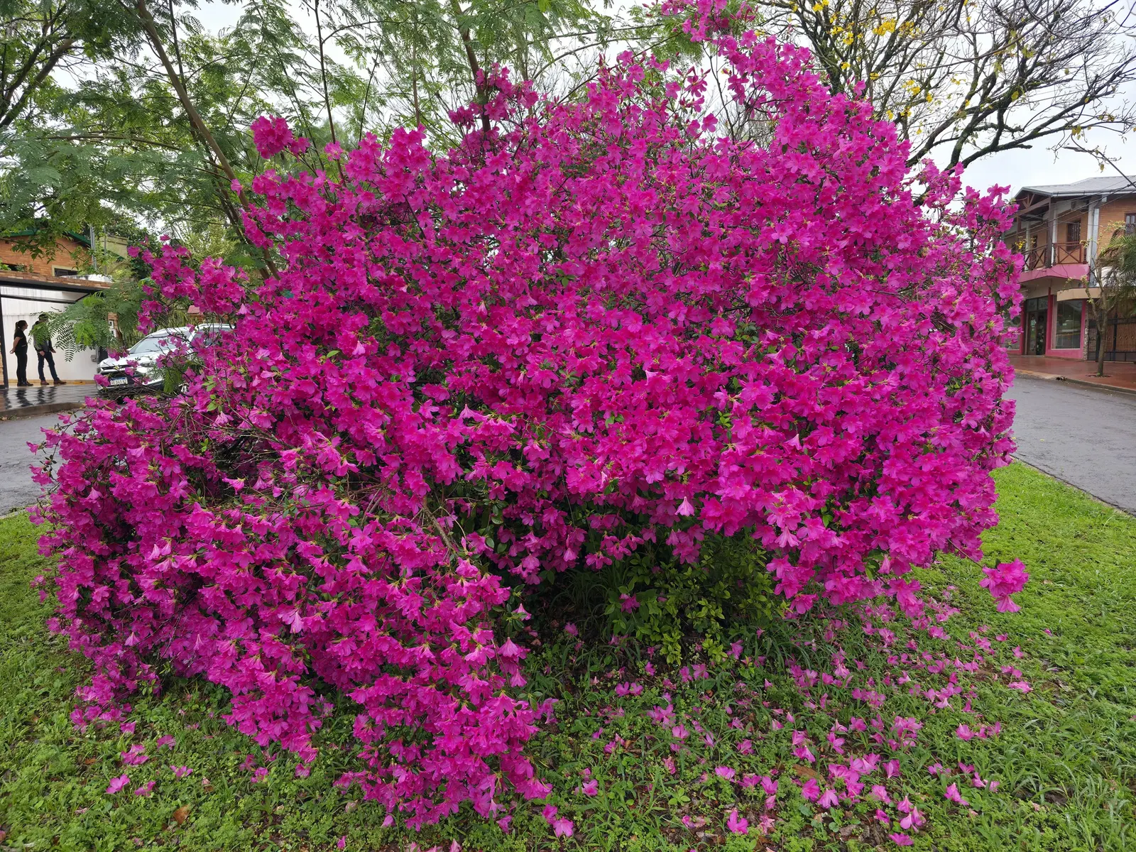 Azalea (Rhododendron Indicum) — Recognized for its vivid blooms and variety of colors