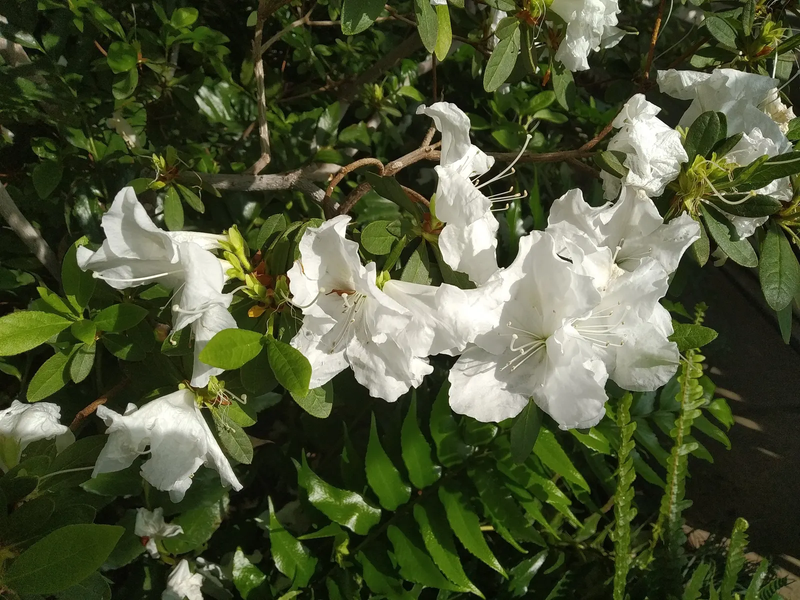 Azalea (Rhododendron Indicum) — pink flowers in the garden; evergreen shrub renowned for its vibrant spring blooms