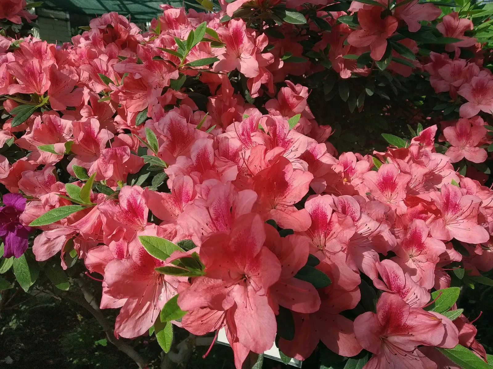 Azalea (Rhododendron Indicum) — ensure soil does not become waterlogged.<br><br>Generally; partial shade optimizes their flower production