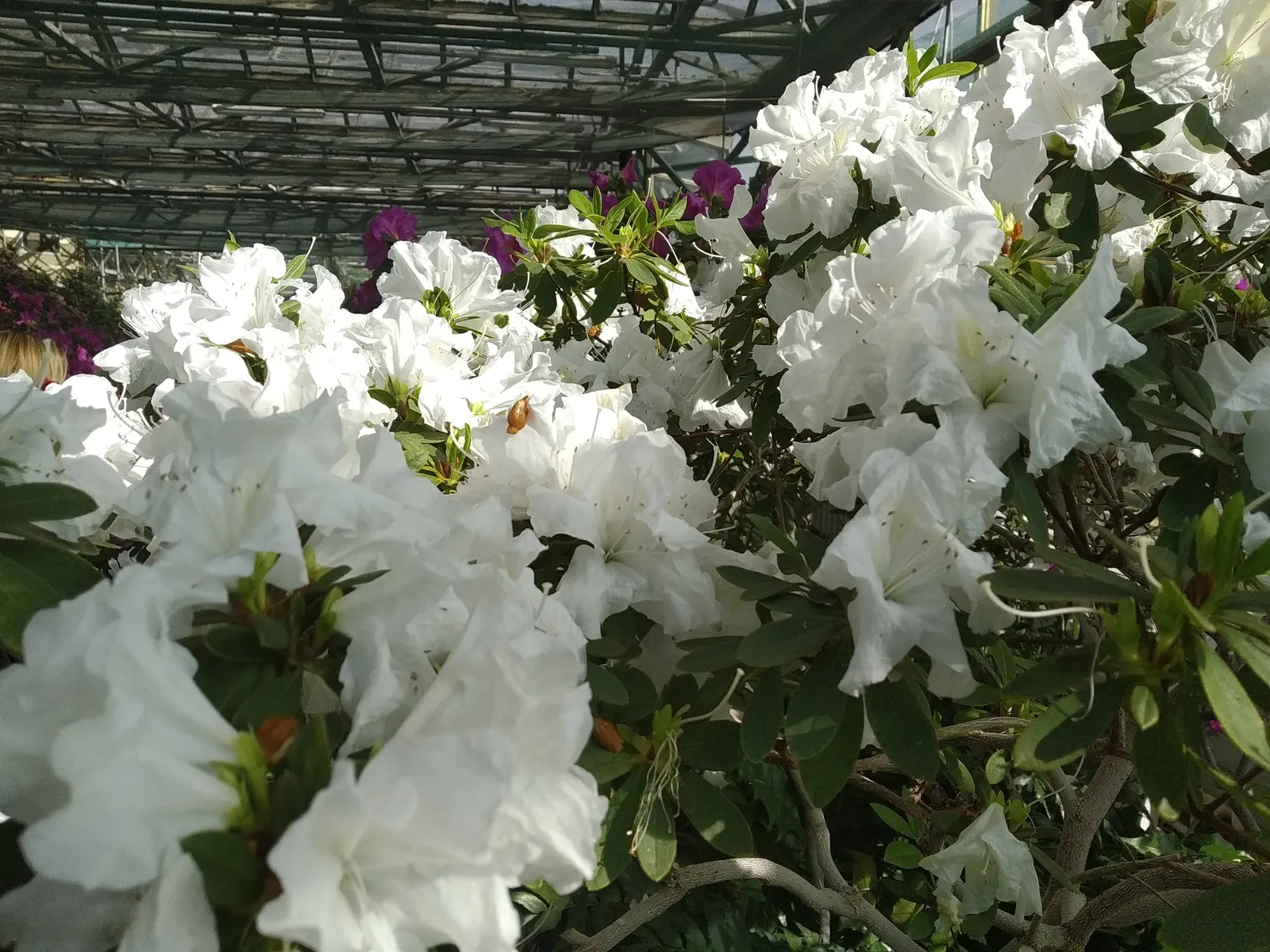Azalea (Rhododendron Indicum) — evergreen shrub renowned for its vibrant spring blooms; an Azalea's ideal growing condition is acidic, image 40