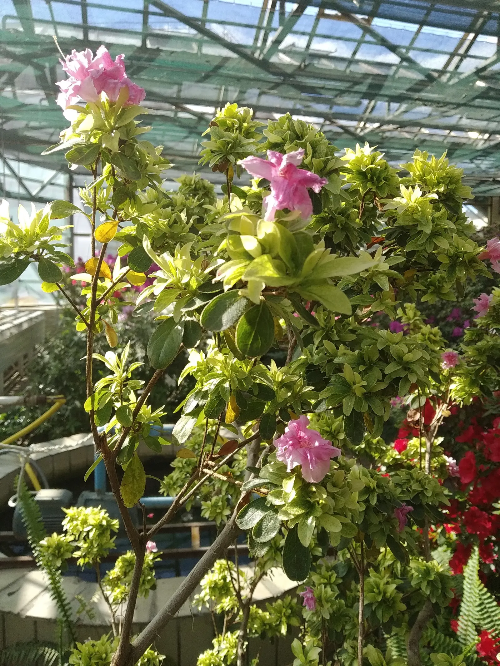 Azalea (Rhododendron Indicum) — Partial shade optimizes their flower production; they reach a height of 2 to 8 feet and a spread of 2 to 4 feet, image 43