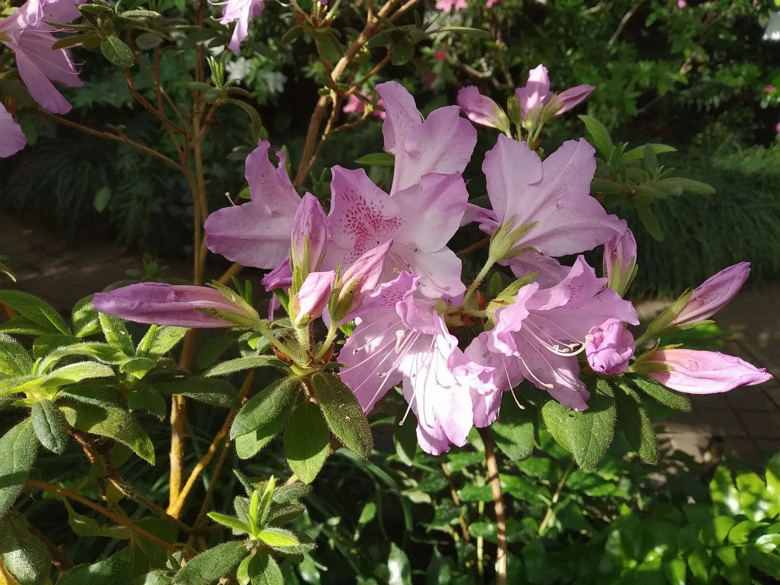 Azalea (Rhododendron Indicum) — evergreen shrub renowned for its vibrant spring blooms