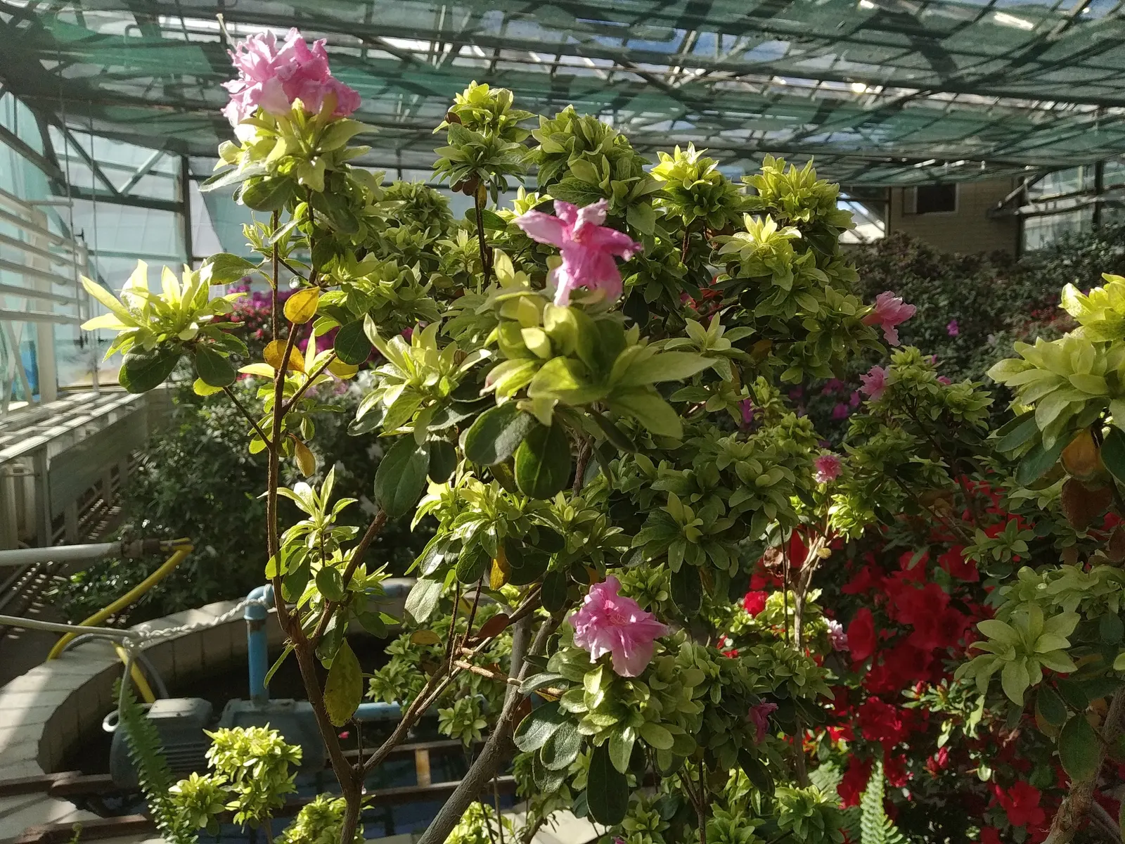 Azalea (Rhododendron Indicum) — allowing them to fit gracefully into borders or as stand-alone specimens; shrub for half