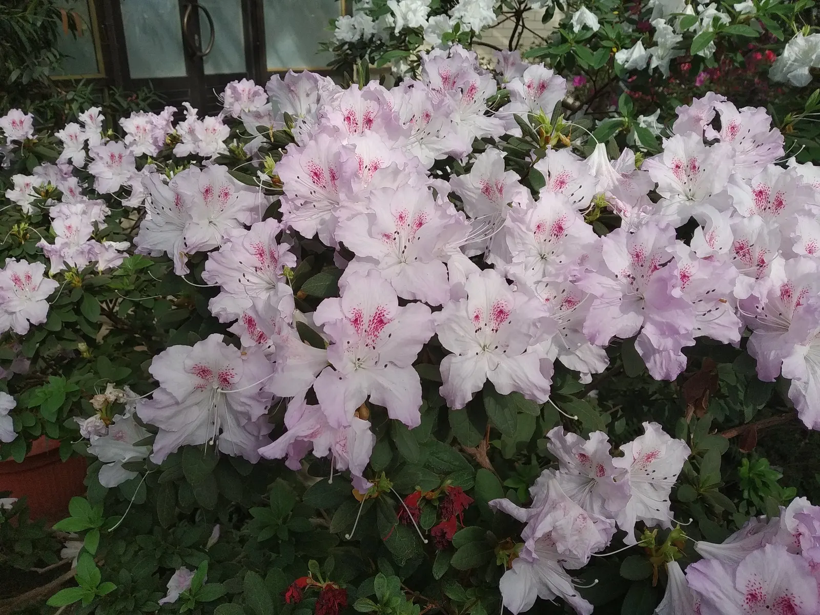 Azalea (Rhododendron Indicum) — Regular watering is needed for young plants, while mature Azaleas are more drought-tolerant; perfect for accentuating woodland