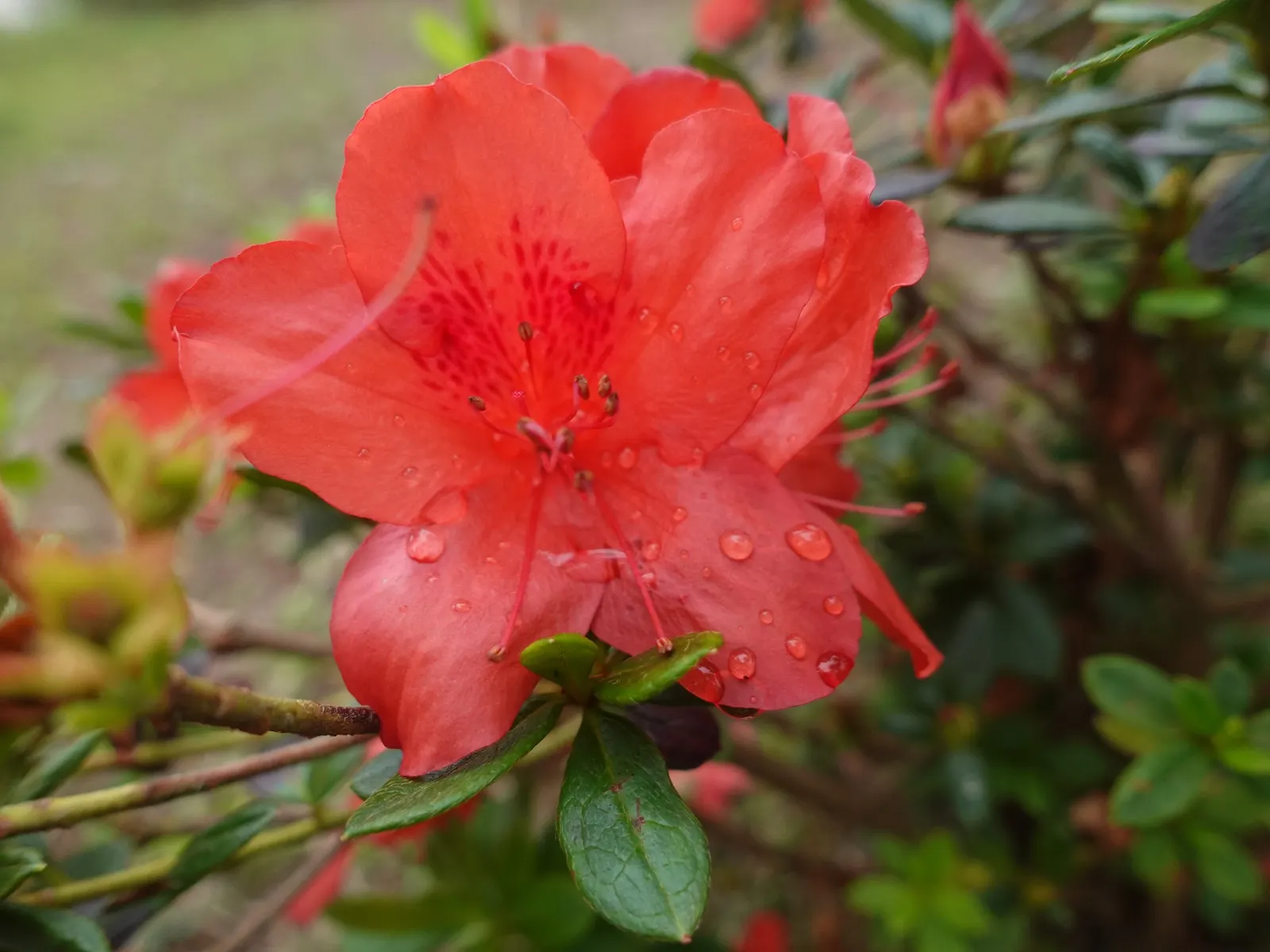 Azalea (Rhododendron Indicum) — allowing them to fit gracefully into borders or as stand-alone specimens