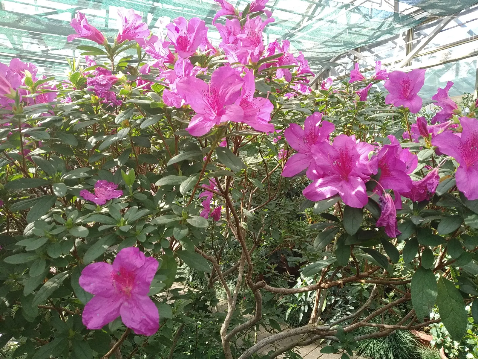 Azalea (Rhododendron Indicum) — shrub with pink blooms; recognized for its vivid blooms and variety of colors