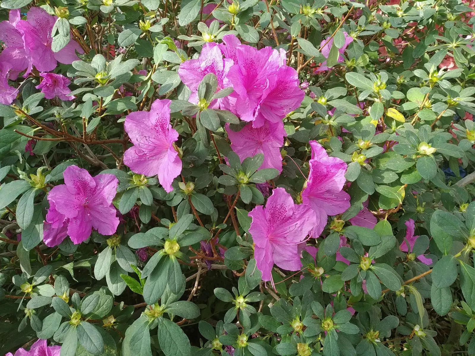 Azalea (Rhododendron Indicum) — is a popular flowering shrub well-suited for a striking accent in landscape designs