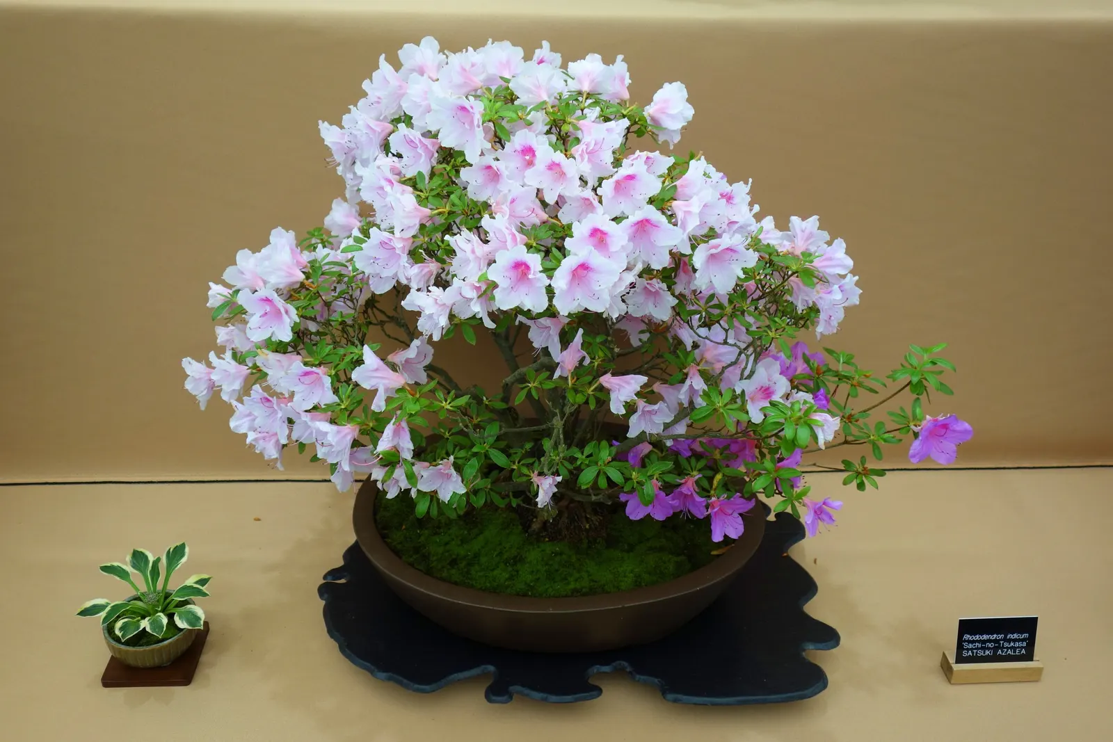 Azalea (Rhododendron Indicum) — An Azalea's ideal growing condition is acidic, well-draining soil rich in organic matter