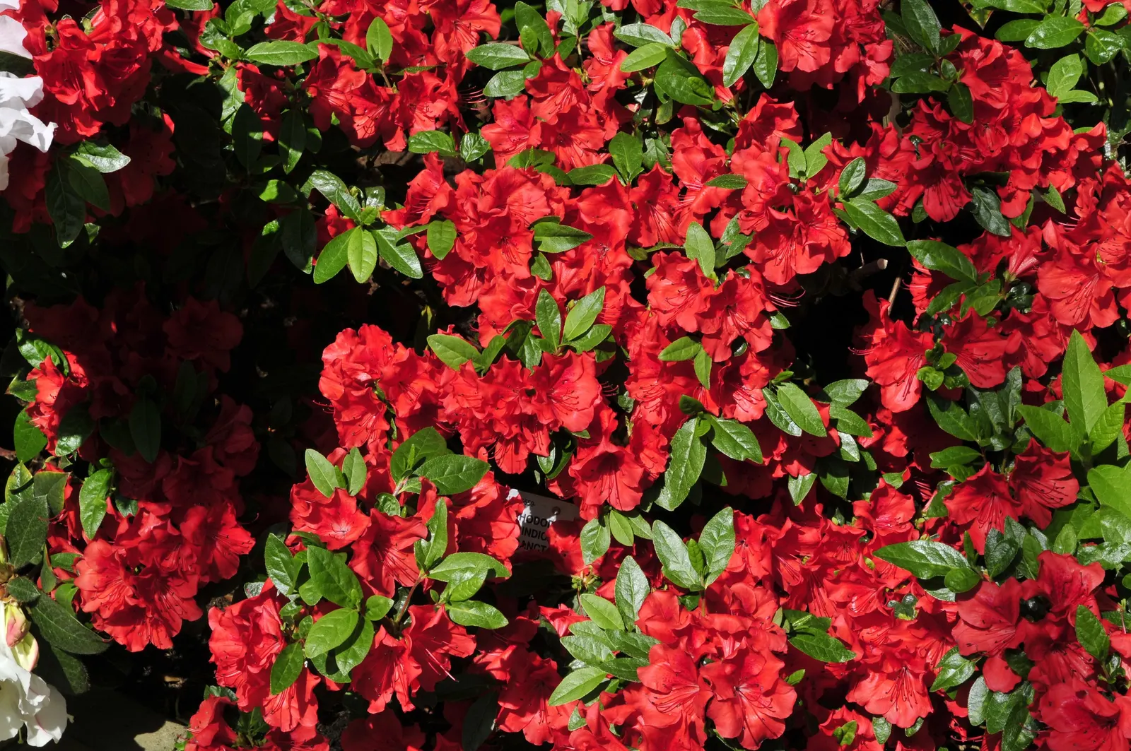 Azalea (Rhododendron Indicum) — Thriving in well-drained, acidic soil, they typically reach 2-4 feet in height with a similar spread