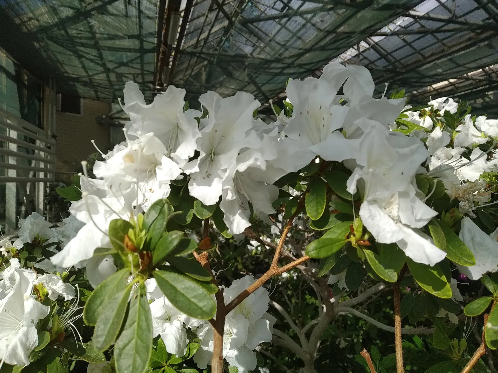 Azalea (Rhododendron Indicum) — Thriving in well-drained, acidic soil, they typically reach 2-4 feet in height with a similar spread; azaleas, image 42