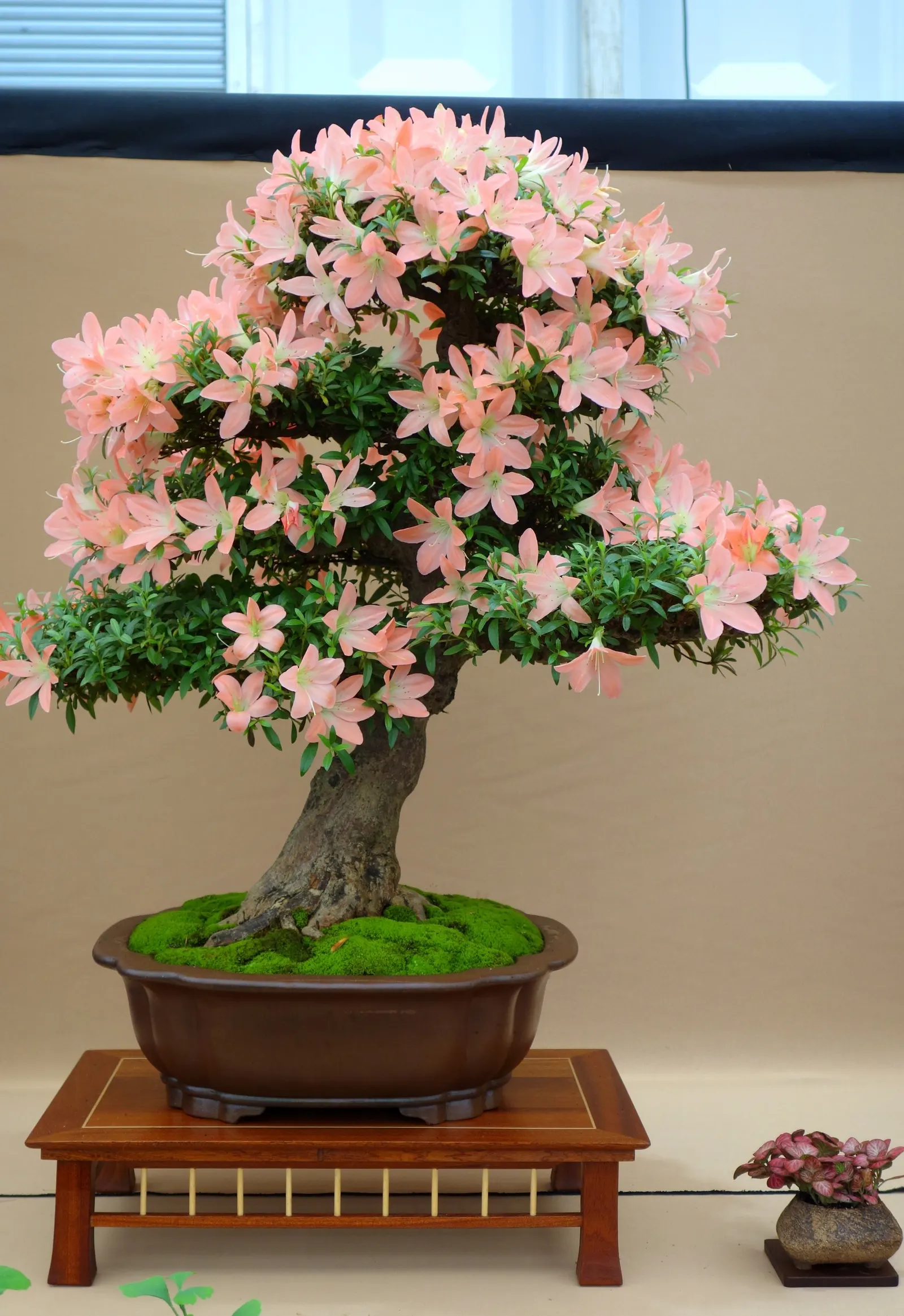 Azalea (Rhododendron Indicum) — Partial shade optimizes their flower production
