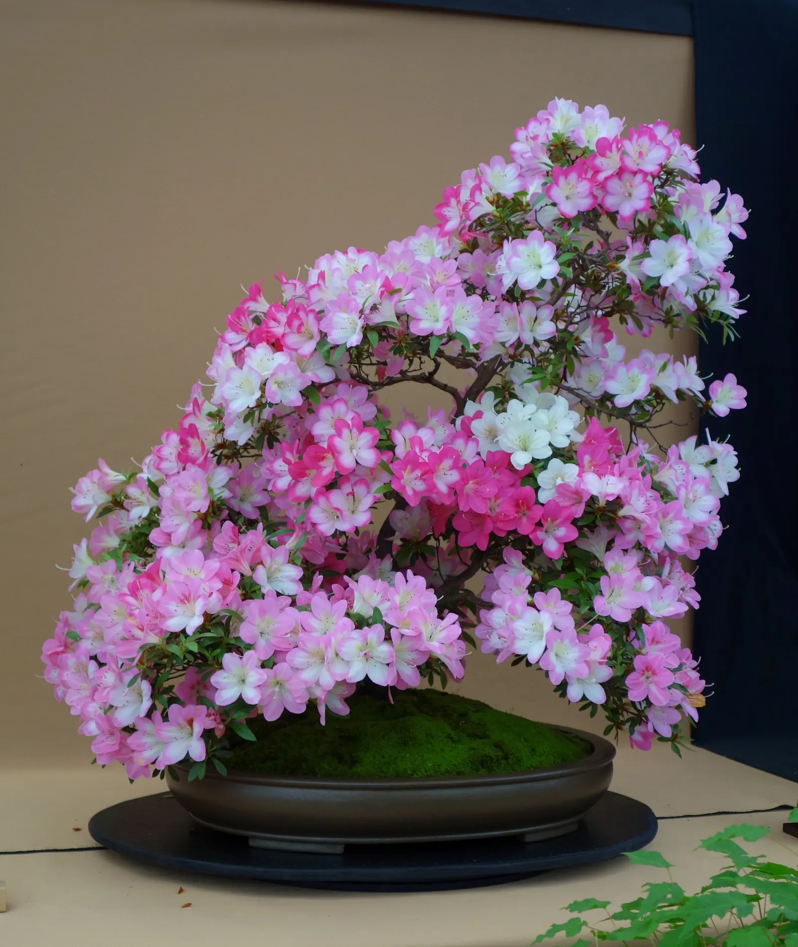 Azalea (Rhododendron Indicum) — ensure soil does not become waterlogged.<br><br>Generally