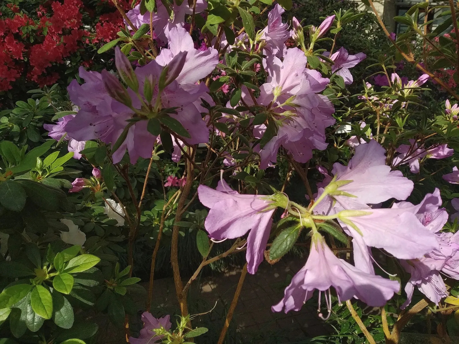 Azalea (Rhododendron Indicum) — Empower their growth with an annual application of a slow-release; allowing them to fit gracefully into borders or as