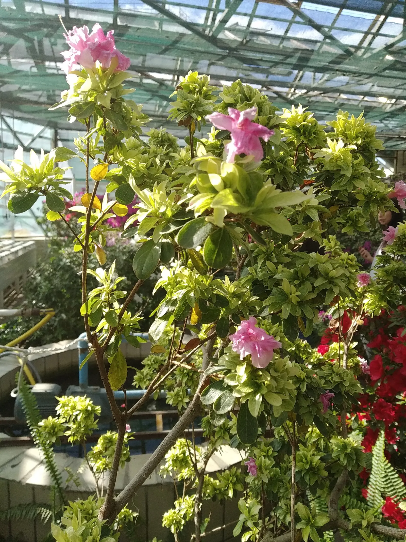 Azalea (Rhododendron Indicum) — An Azalea's ideal growing condition is acidic, well-draining soil rich in organic matter; pink flowers in the garden