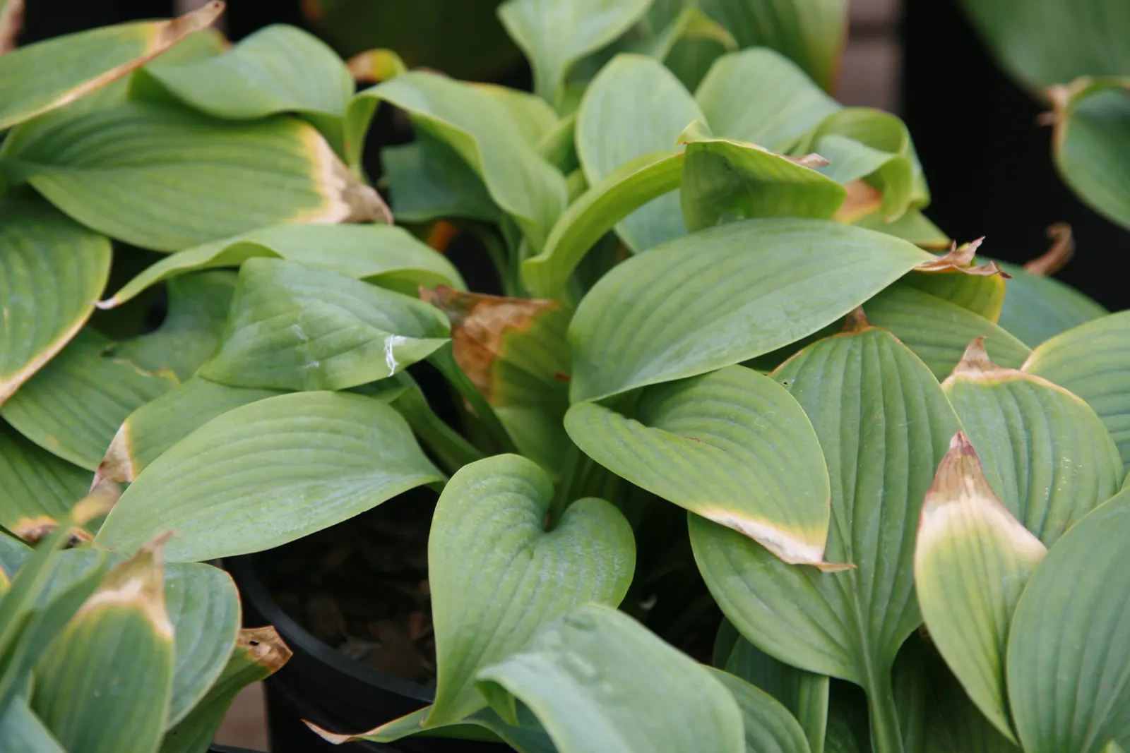 Fragrant Blue Hosta (Hosta 'Fragrant Blue') — which can reach up to 6 inches in length and form a tidy