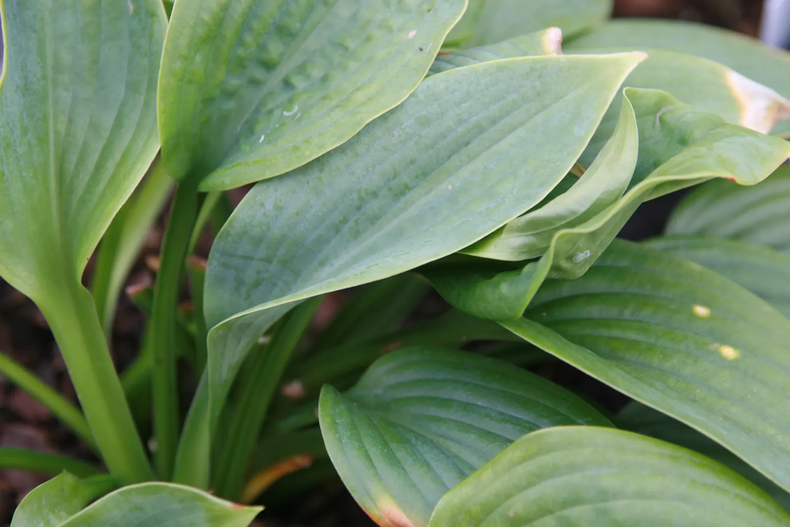 Fragrant Blue Hosta (Hosta 'Fragrant Blue') — Hosta 'Fragrant Blue' is a charming perennial boasting heart-shaped