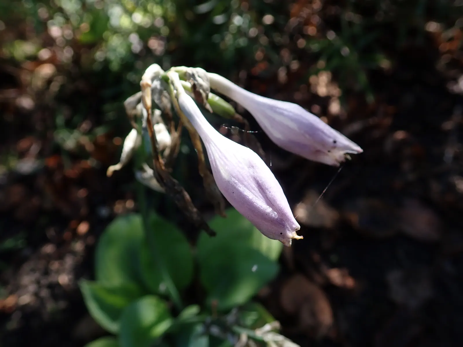 Fragrant Blue Hosta (Hosta 'Fragrant Blue') — Preferring partial to full shade