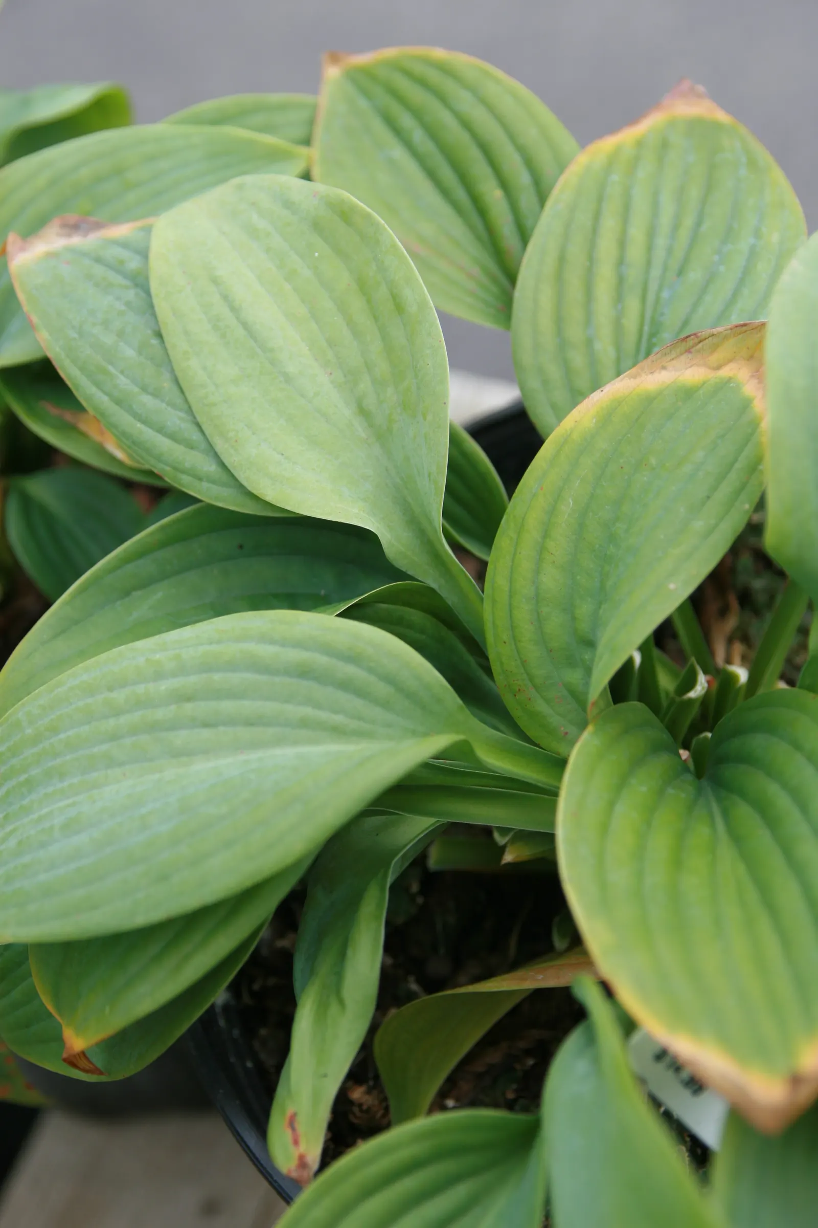 Fragrant Blue Hosta (Hosta 'Fragrant Blue') — dense mound about 14 inches high and 20 inches wide
