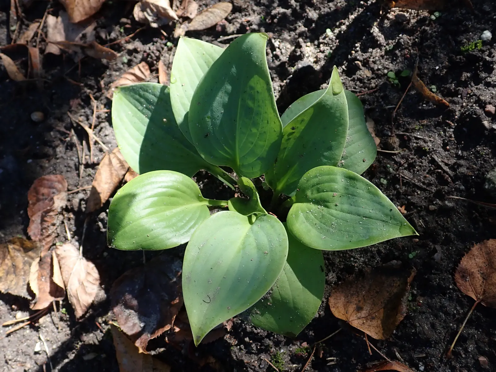Fragrant Blue Hosta (Hosta 'Fragrant Blue') — it's ideal for woodland settings and provides excellent ground cover in zones 3 to 8