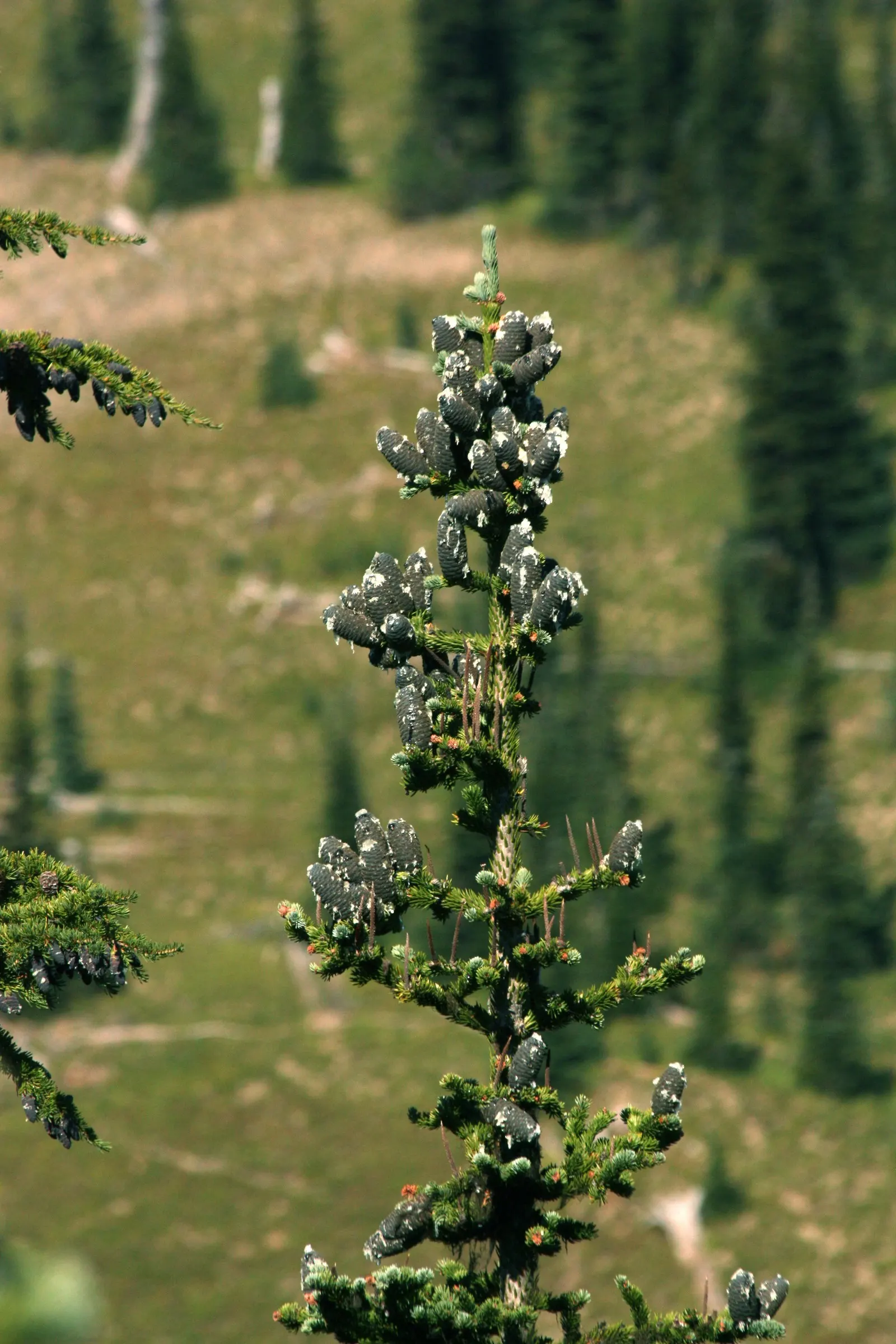 Alpine Fir (Abies Lasiocarpa) — Deer-resistant, it adds a touch of alpine elegance to any setting