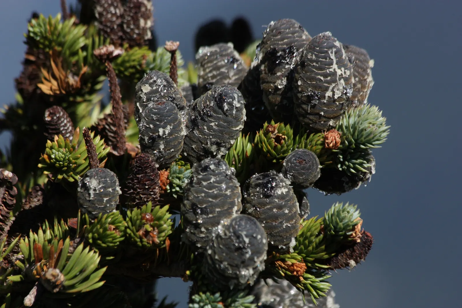 Alpine Fir (Abies Lasiocarpa) — It is frost-hardy and requires full sun to partial shade for optimal growth; deer-resistant, it adds a touch of alpine elegance