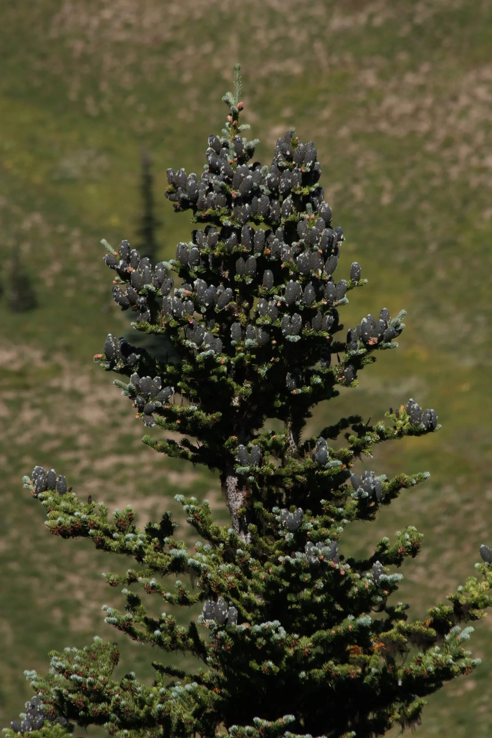 Alpine Fir (Abies Lasiocarpa) — especially within the first few years of planting