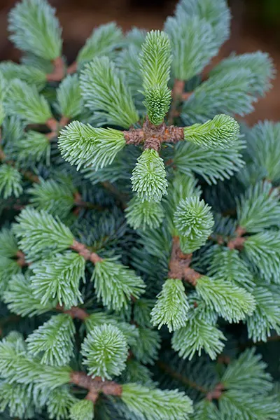 Alpine Fir (Abies Lasiocarpa) — contrasting with drooping cones of many other conifers
