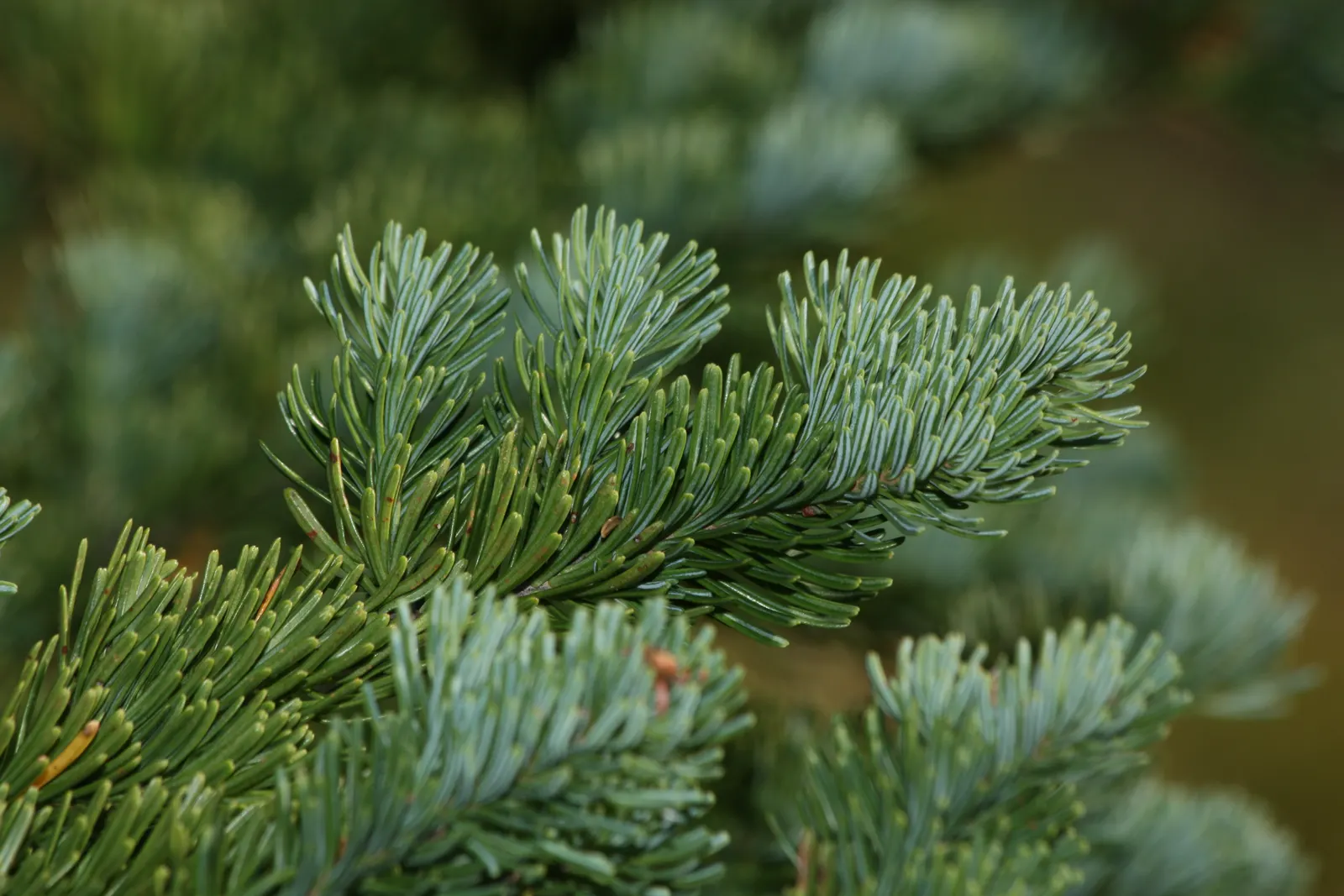Alpine Fir (Abies Lasiocarpa) — This slender, pyramidal tree typically reaches heights of 40 to 70 feet, with a spread of 10 to 20 feet; is a majestic