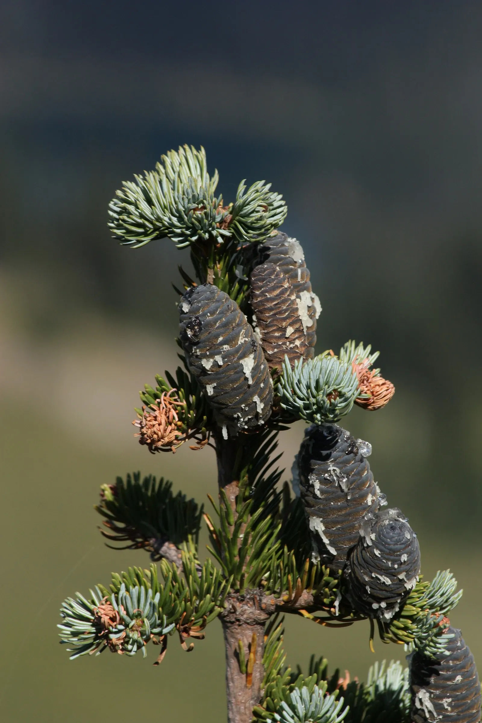 Alpine Fir (Abies Lasiocarpa) — Typically reaching 20-30 feet, its dense, blue-green needles provide year-round color and texture