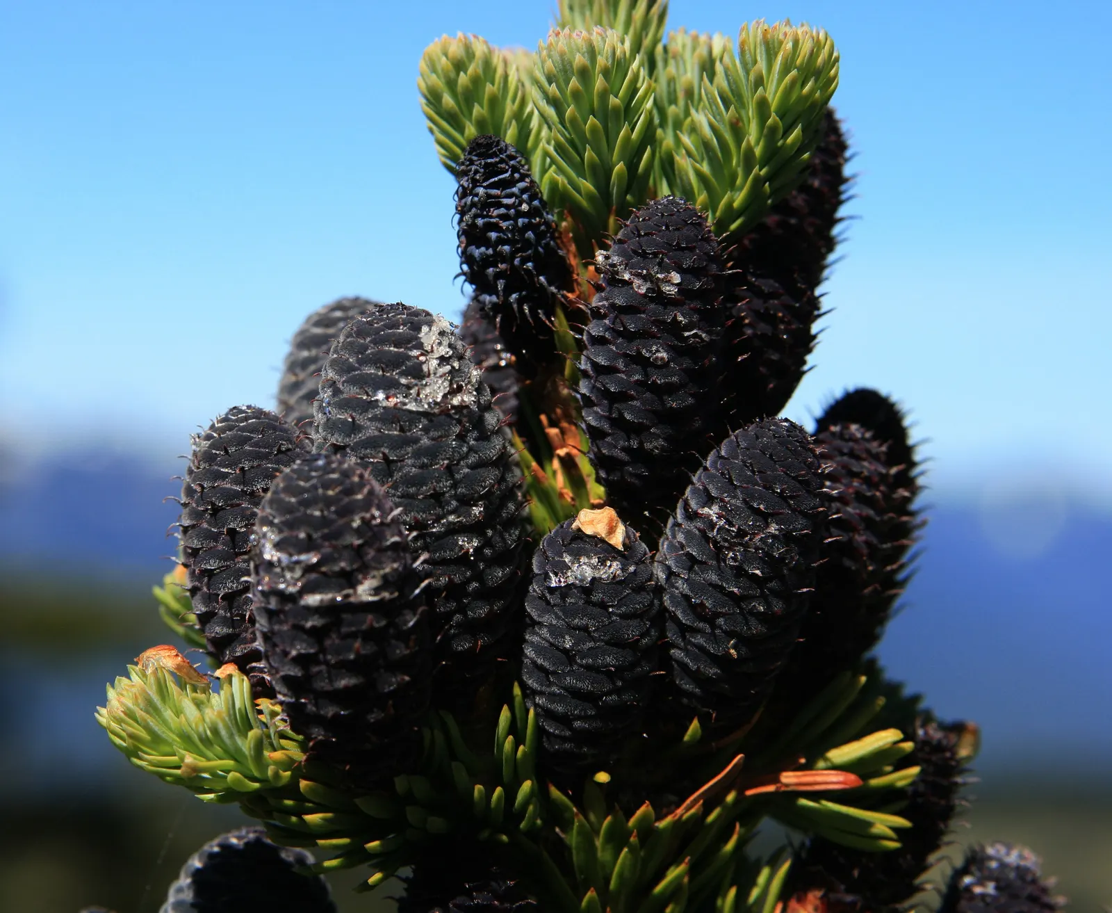 Alpine Fir (Abies Lasiocarpa) — consider its need for ample space to accommodate its mature height and the cool; evergreen conifer perfect for vertical accents