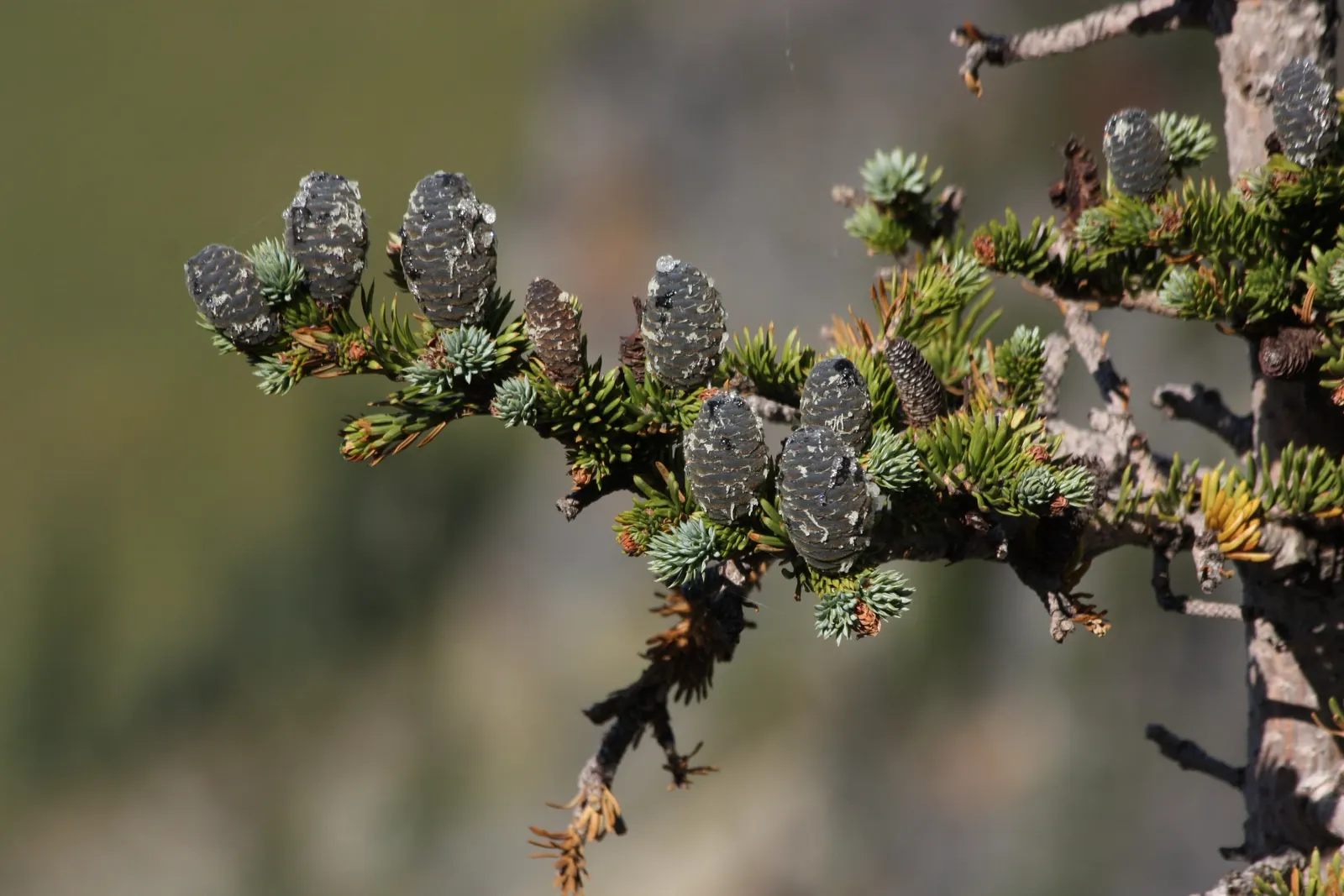 Alpine Fir (Abies Lasiocarpa) — Typically reaching 20-30 feet, its dense, blue-green needles provide year-round color and texture; it is frost-hardy and
