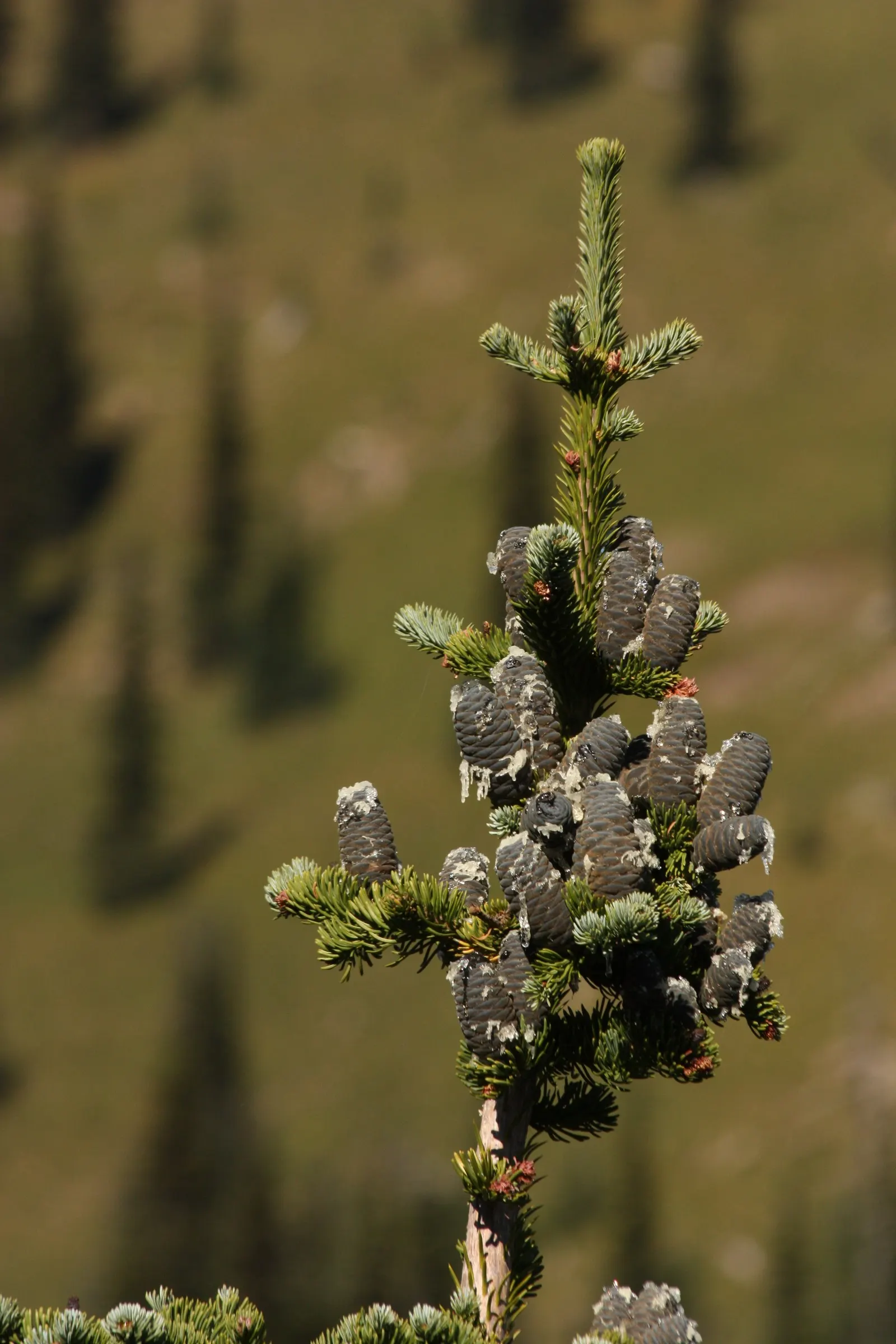 Alpine Fir (Abies Lasiocarpa) — When designing with Alpine Fir