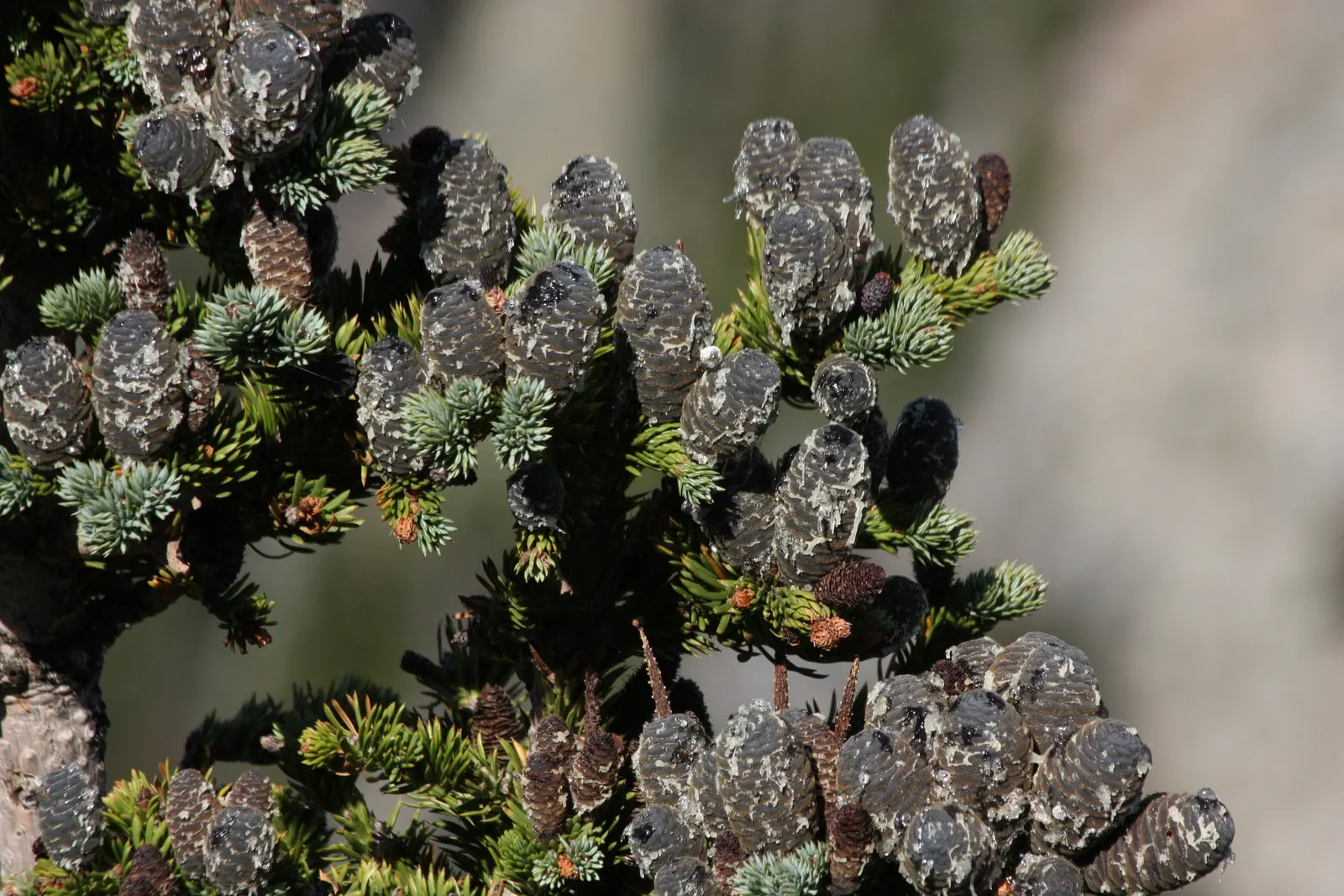 Alpine Fir (Abies Lasiocarpa) — conifer / tree for full or half; especially within the first few years of planting