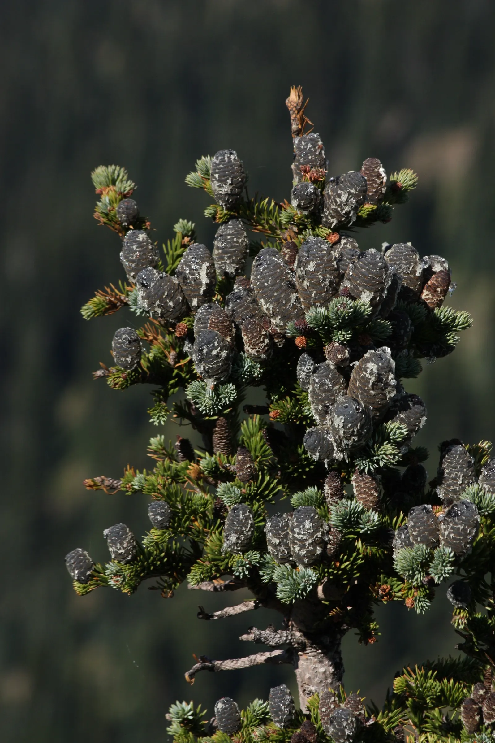 Alpine Fir (Abies Lasiocarpa) — consider its need for ample space to accommodate its mature height and the cool