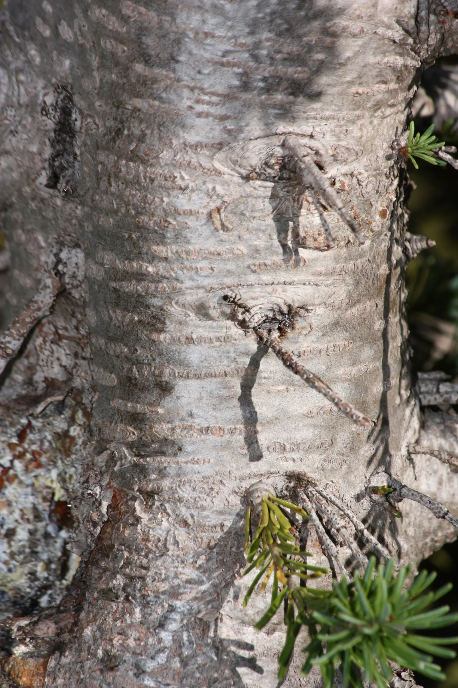 Alpine Fir (Abies Lasiocarpa) — Its sturdy branches are cloaked with dense; contrasting with drooping cones of many other conifers