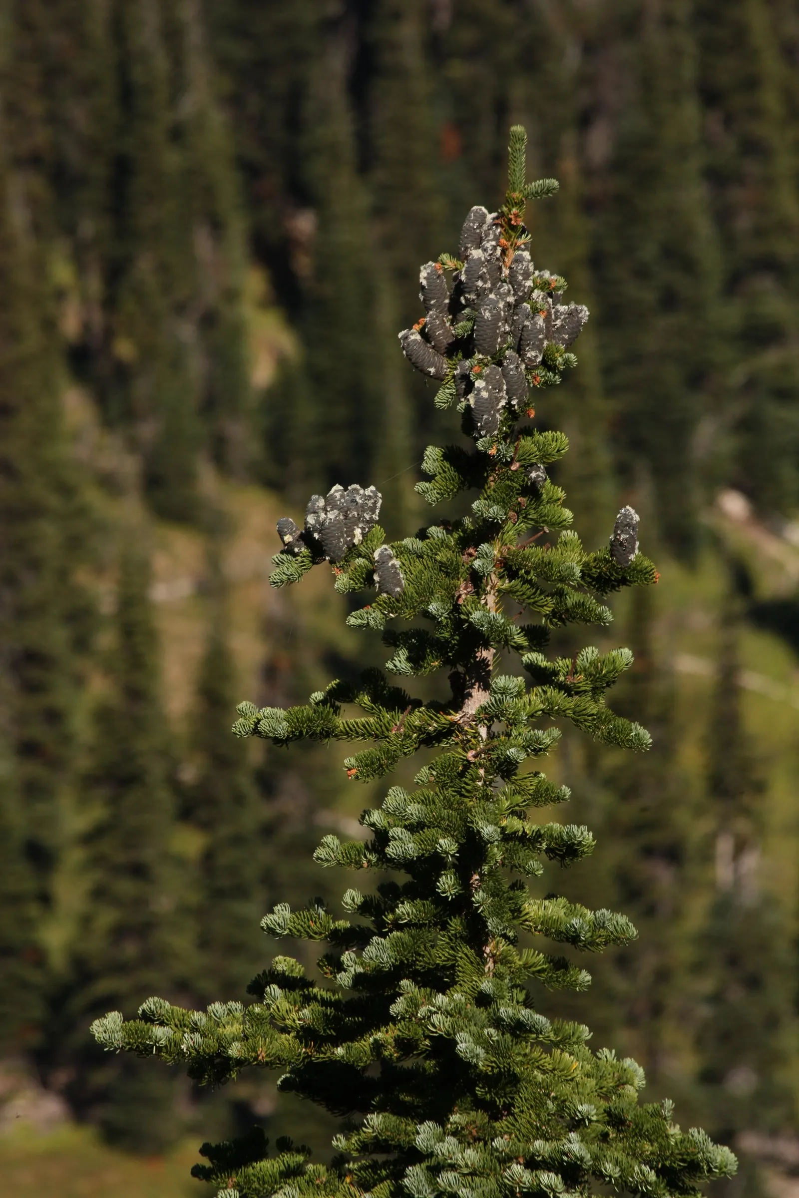 Alpine Fir (Abies Lasiocarpa) — evergreen conifer perfect for vertical accents in landscape designs; a slow grower, it's ideal for small spaces or, image 47