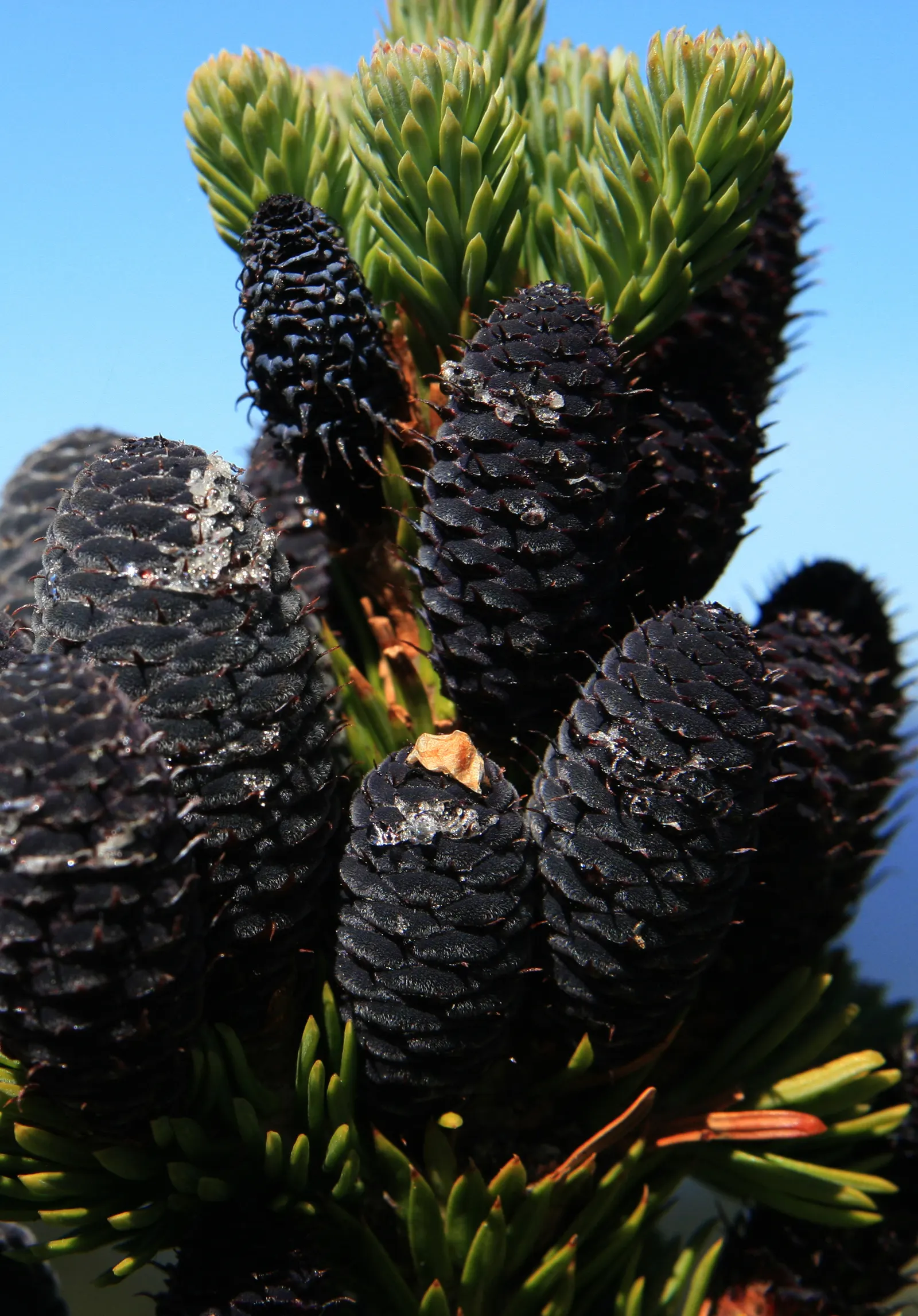 Alpine Fir (Abies Lasiocarpa) — This slender, pyramidal tree typically reaches heights of 40 to 70 feet, with a spread of 10 to 20 feet