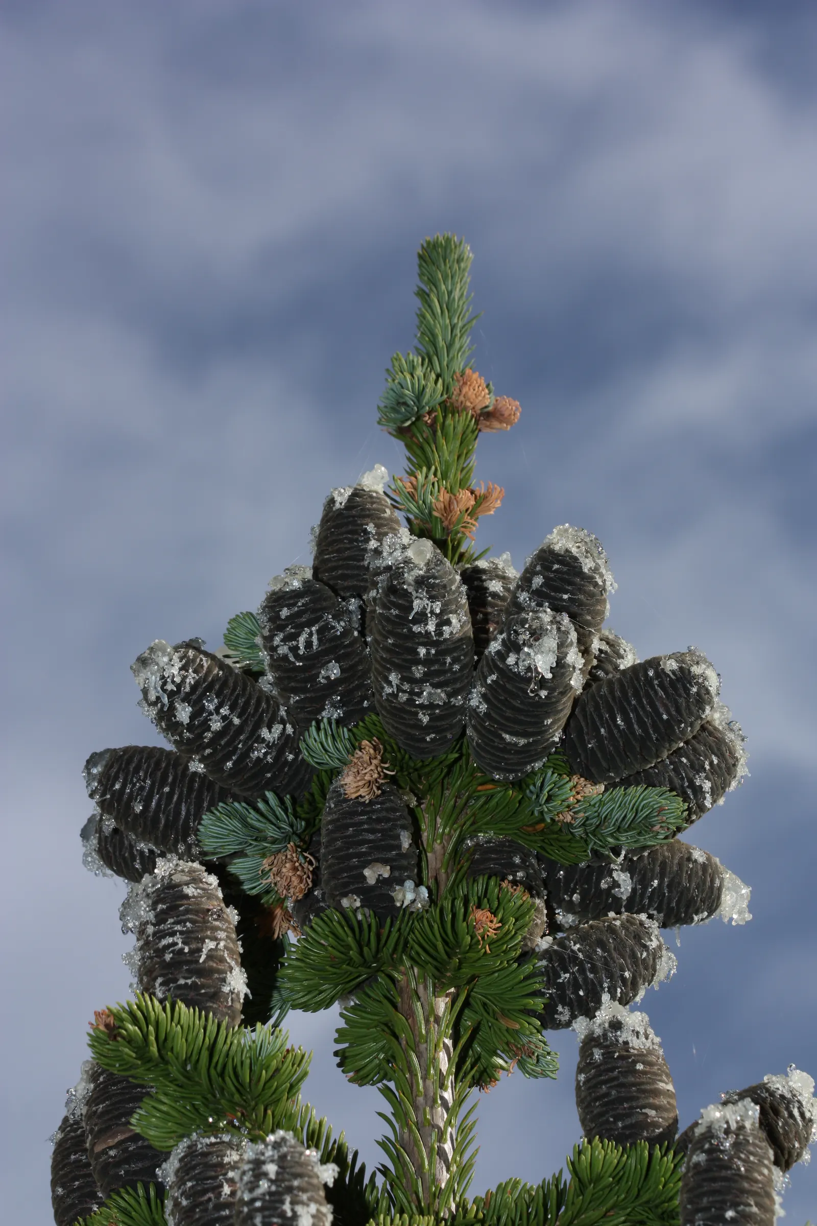 Alpine Fir (Abies Lasiocarpa) — to establish a robust root system