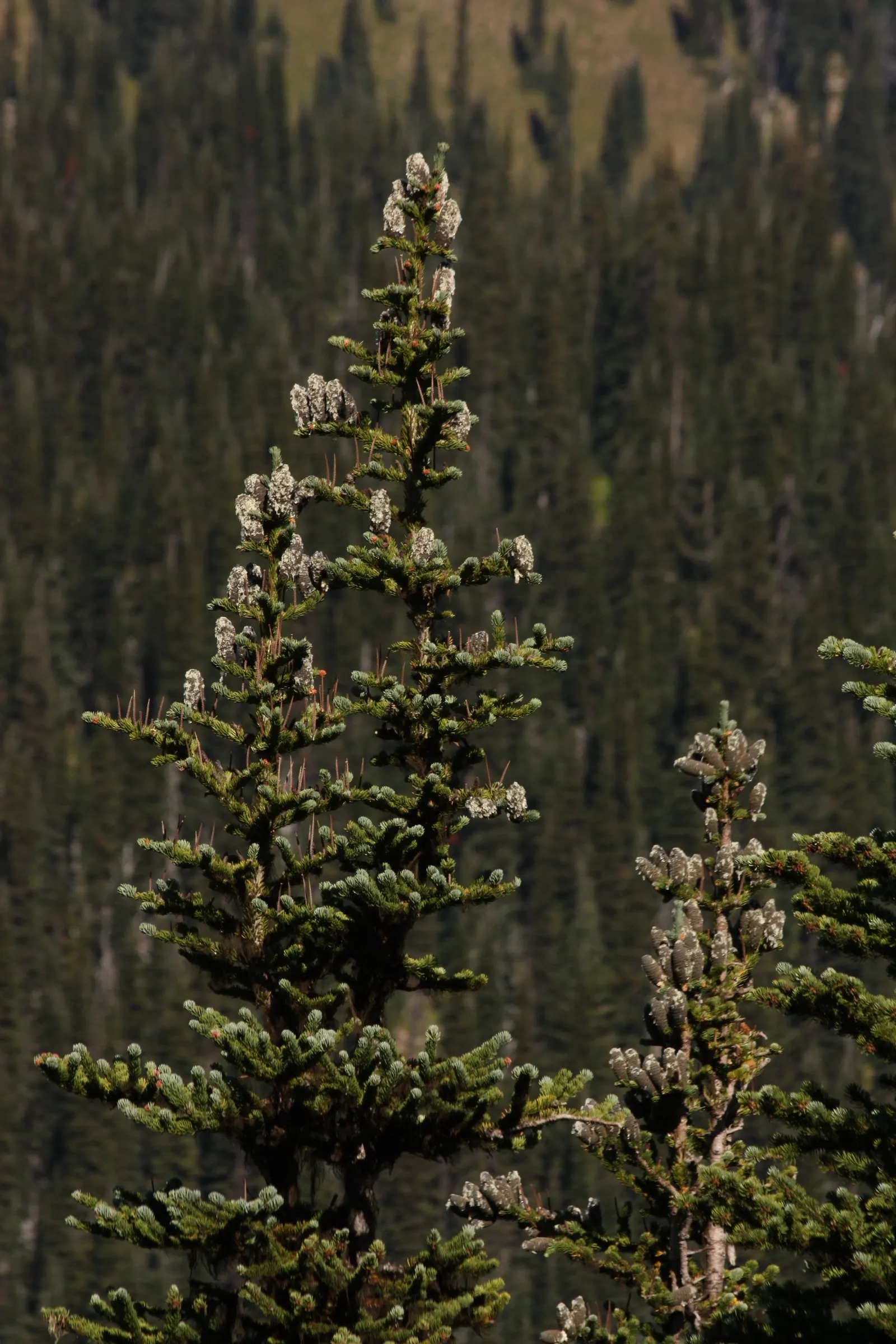Alpine Fir (Abies Lasiocarpa) — is a majestic evergreen conifer that is ideal for adding vertical interest to a landscape design; conifer / tree for full or