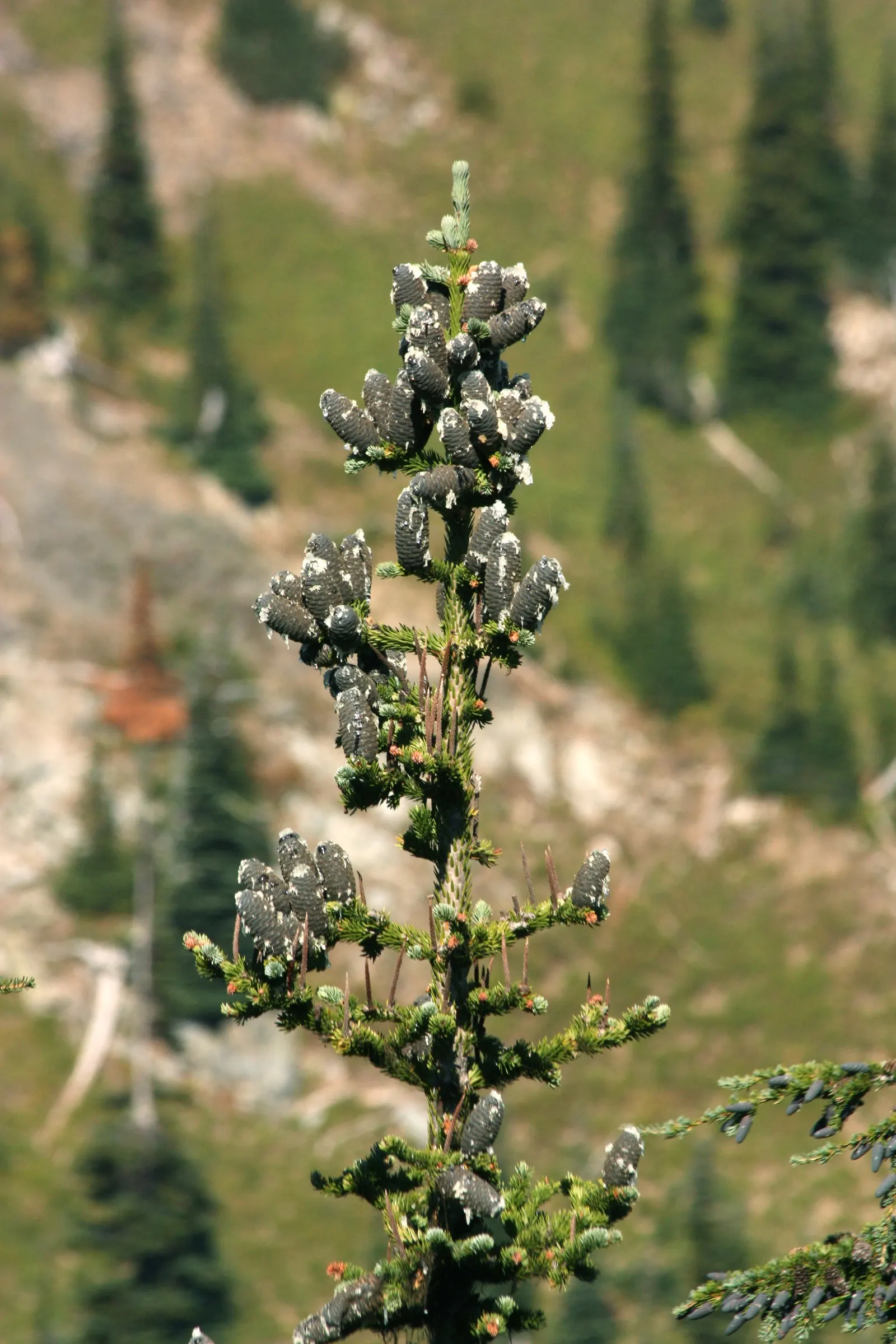 Alpine Fir (Abies Lasiocarpa) — A slow grower, it's ideal for small spaces or as a focal point