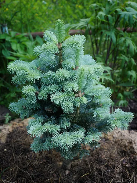 Alpine Fir (Abies Lasiocarpa) — tranquil aesthetic it will contribute to the garden; this slender, pyramidal tree typically reaches heights of 40 to 70 feet