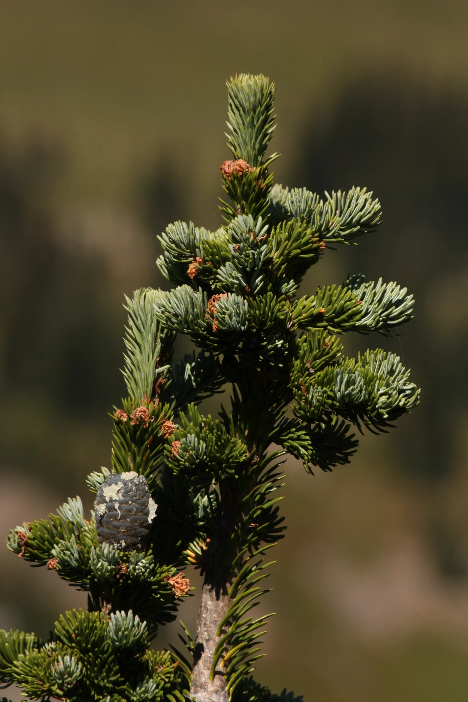 Alpine Fir (Abies Lasiocarpa) — advancing about 12 inches annually; regular watering is essential during dry spells